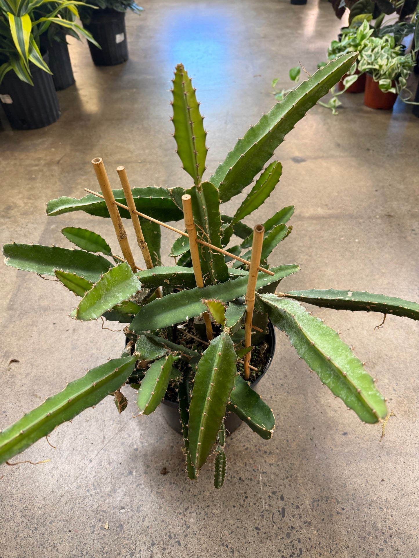 Cactus Pitaya (Dragon Fruit)