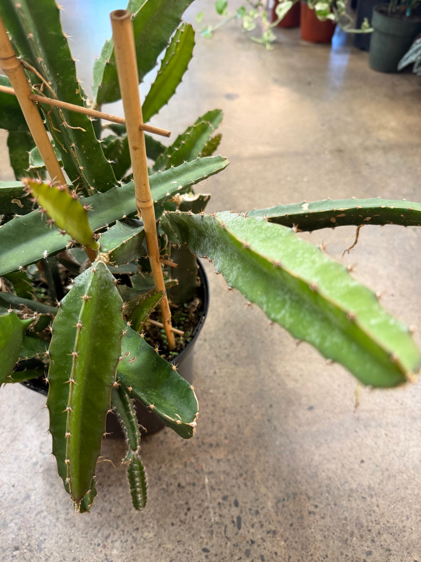 Cactus Pitaya (Dragon Fruit)