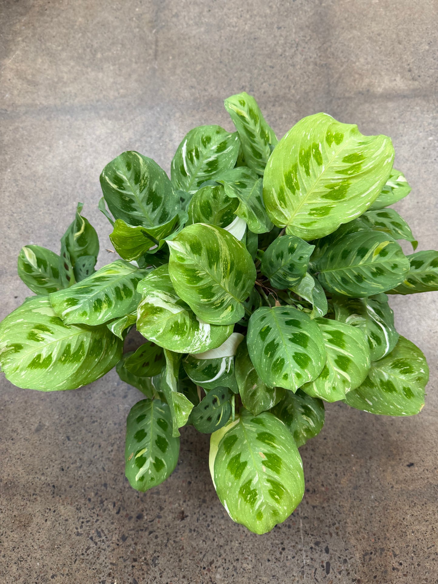 Maranta Leuconeura Variegated