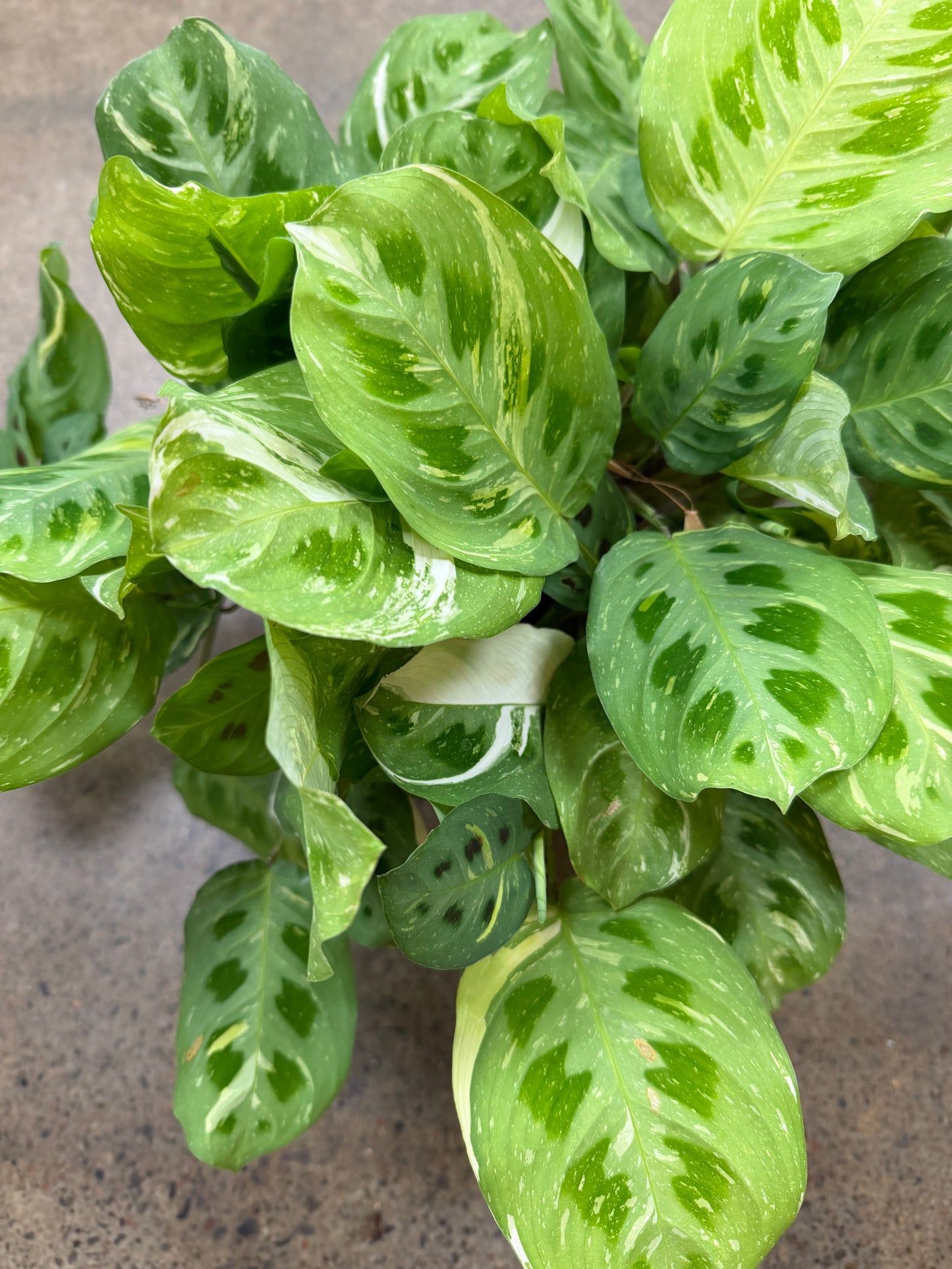 Maranta Leuconeura Variegated