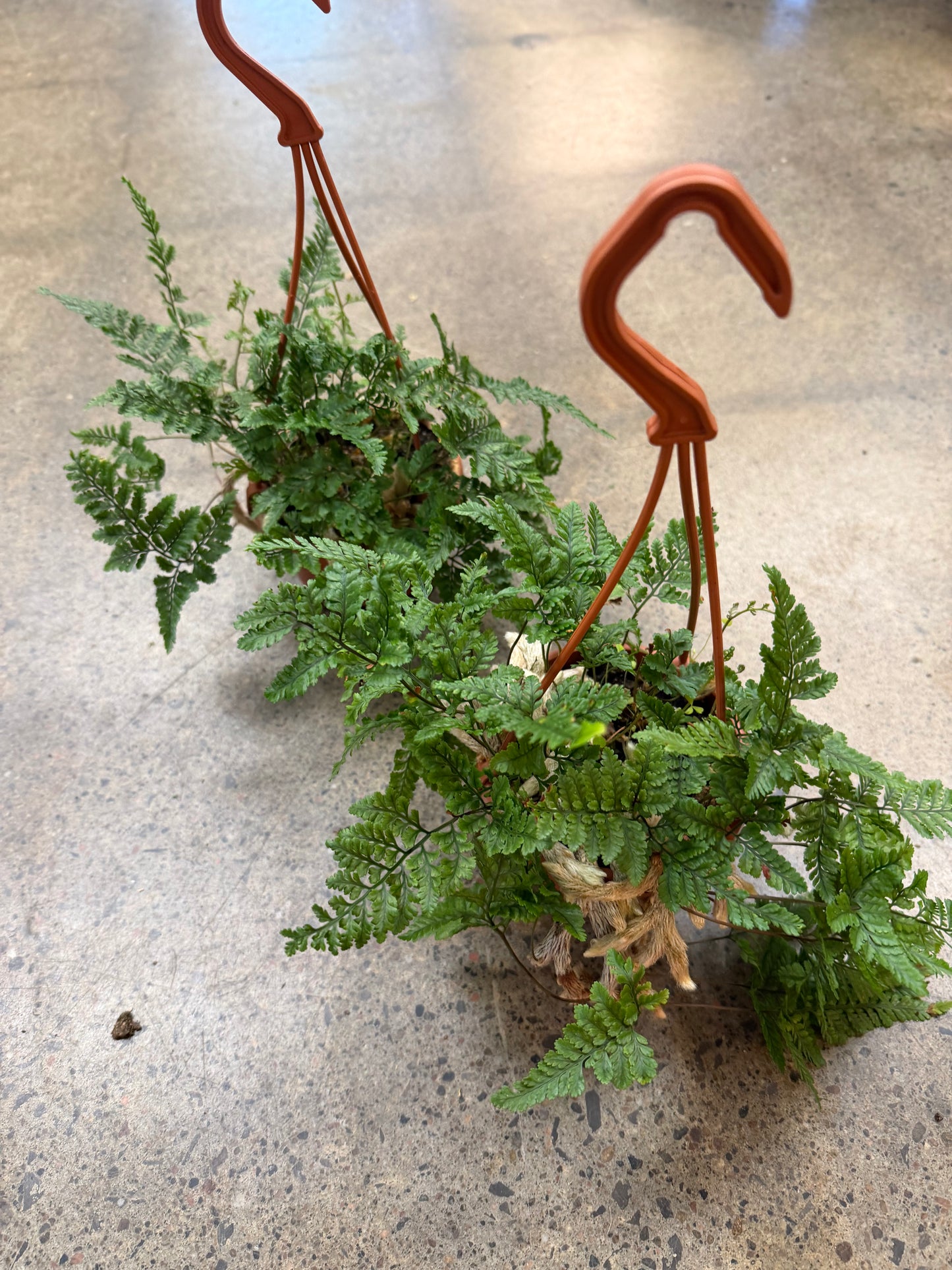 Fern patte de chat