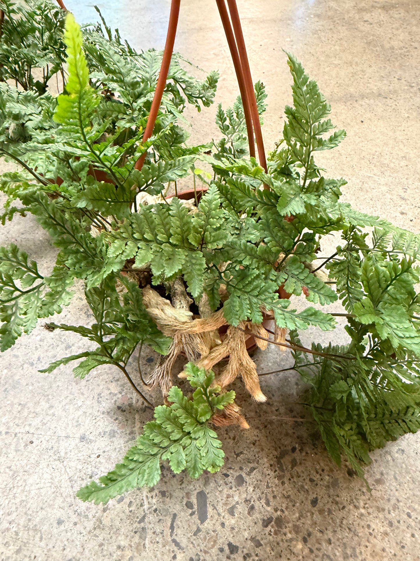 Fern patte de chat