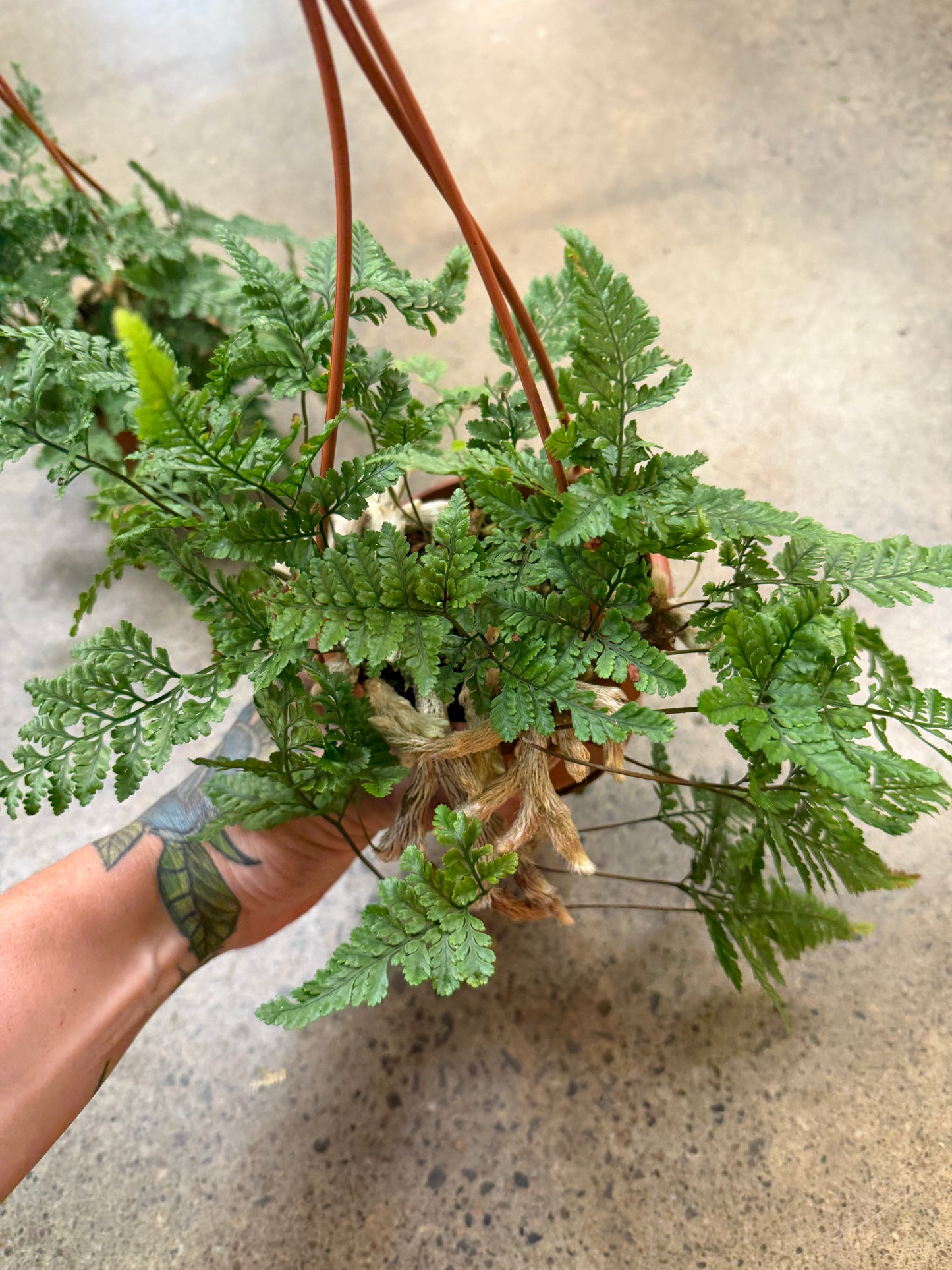 Fern patte de chat