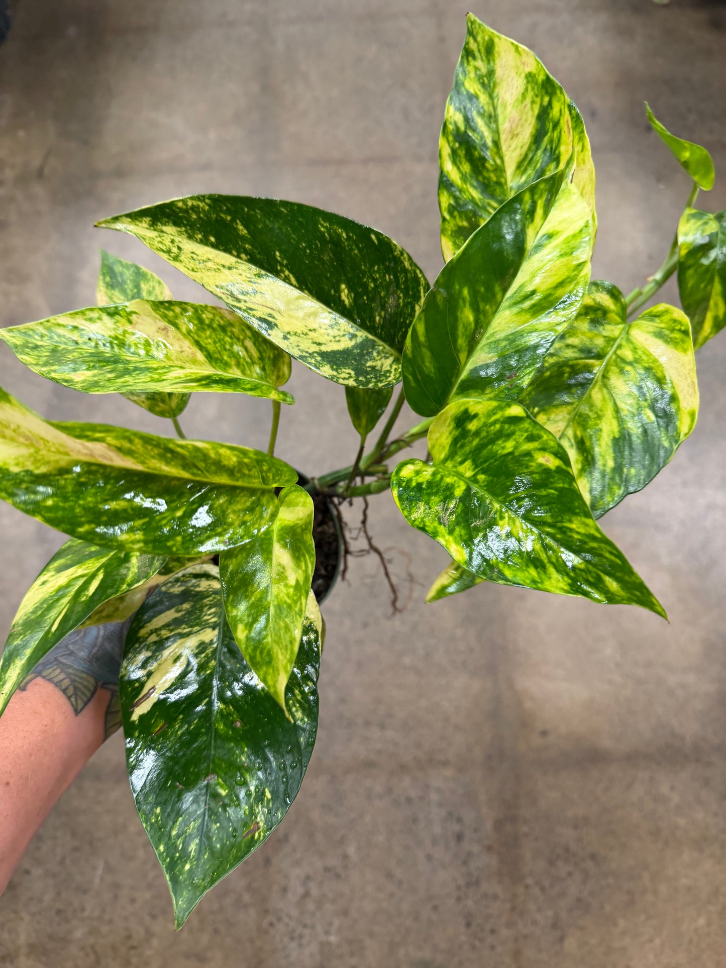 Epipremnum 'Yellow Flame'