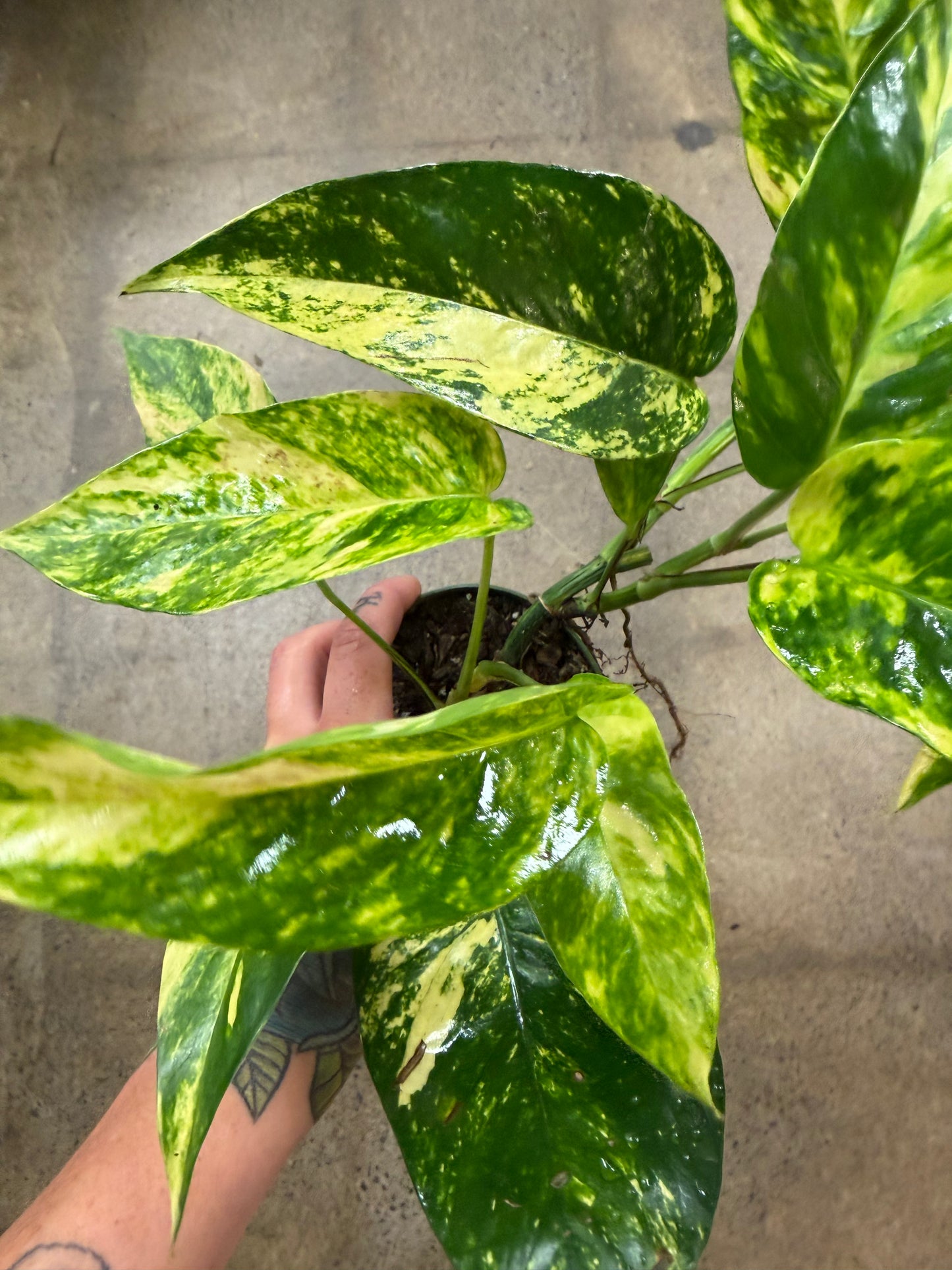 Epipremnum 'Yellow Flame'