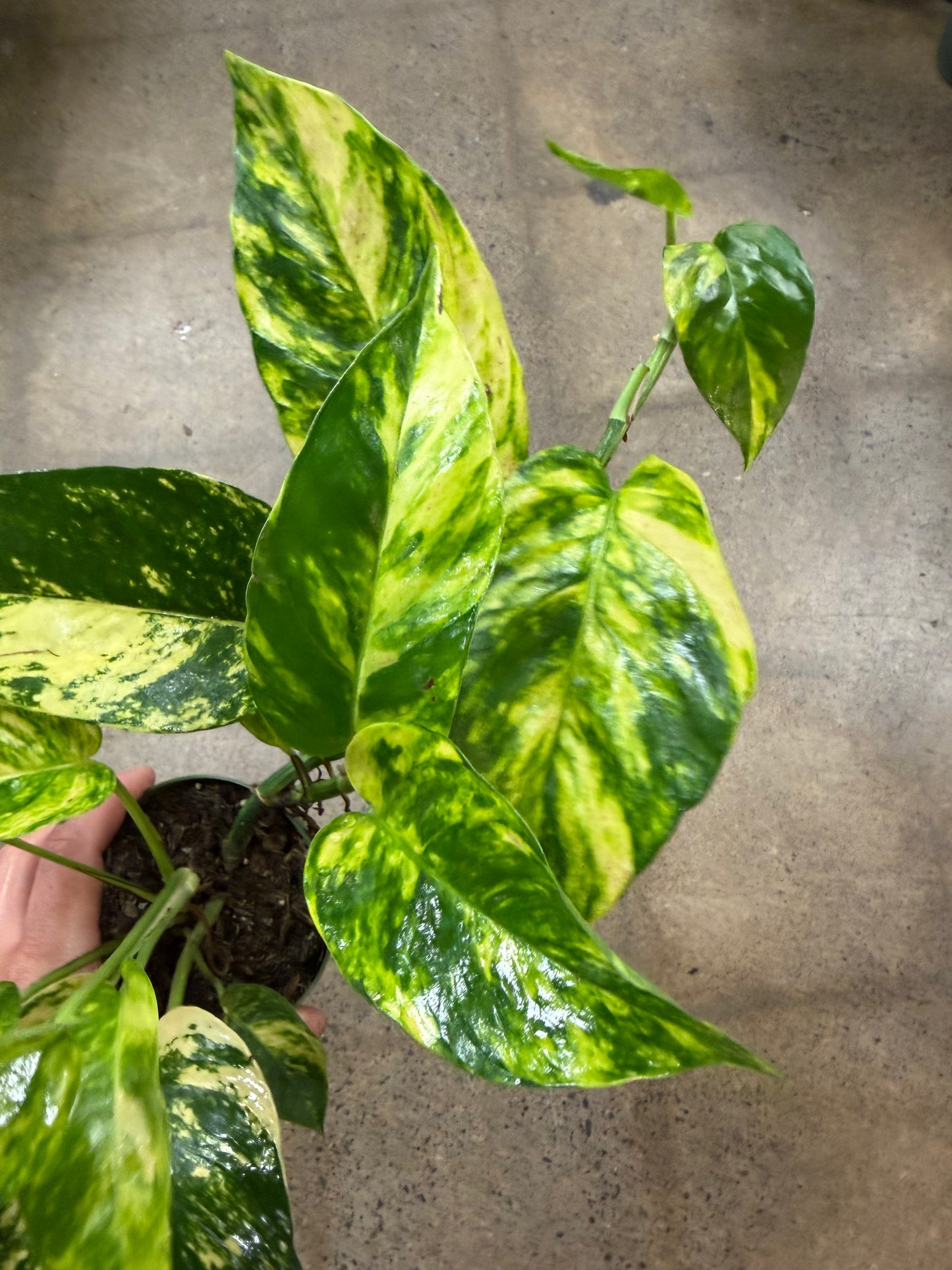 Epipremnum 'Yellow Flame'