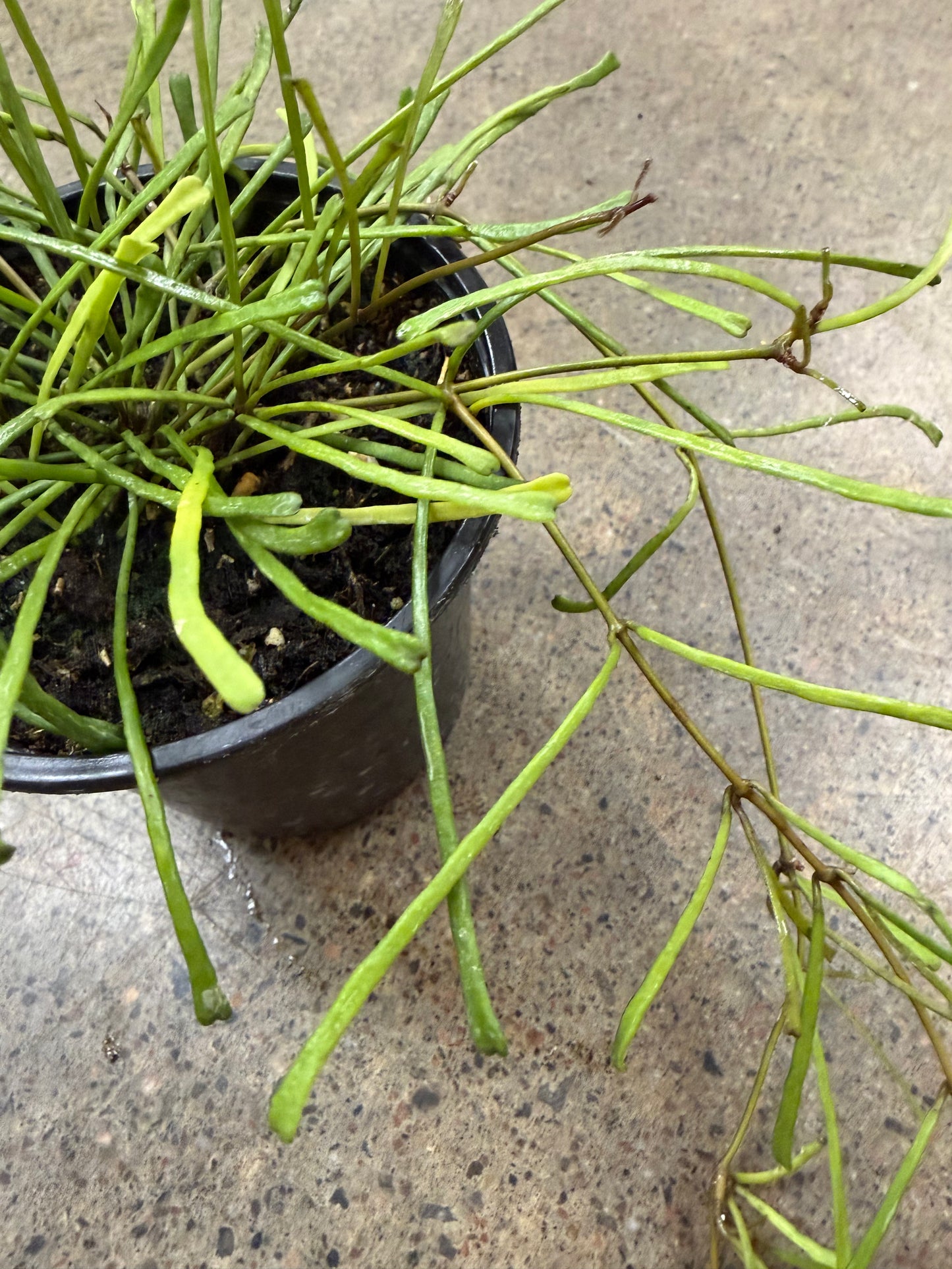 Hoya Retusa