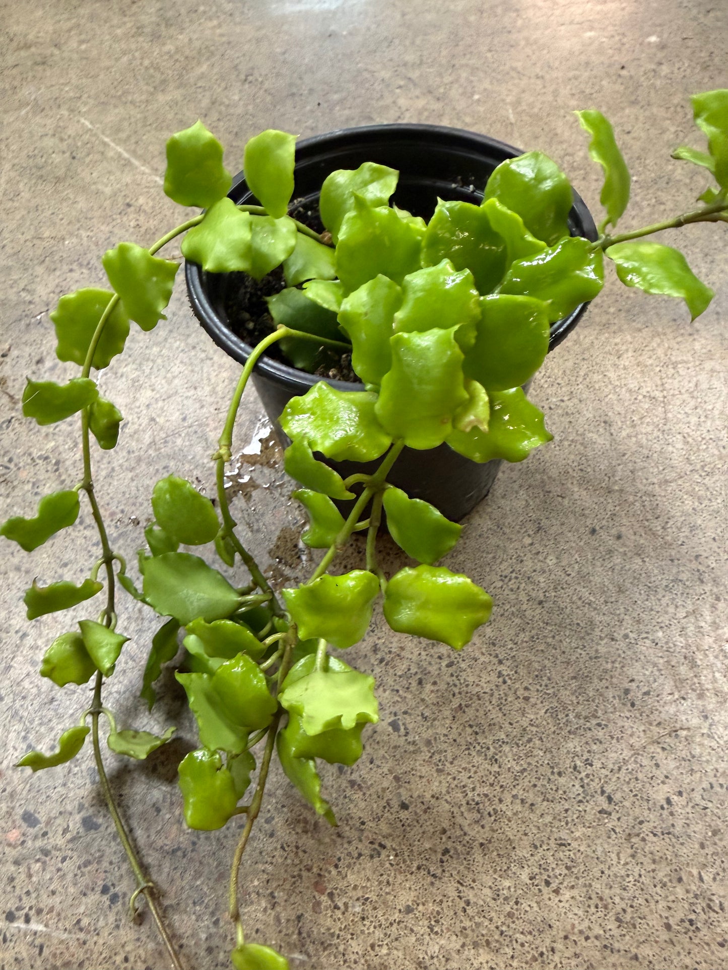 Hoya Endauensis