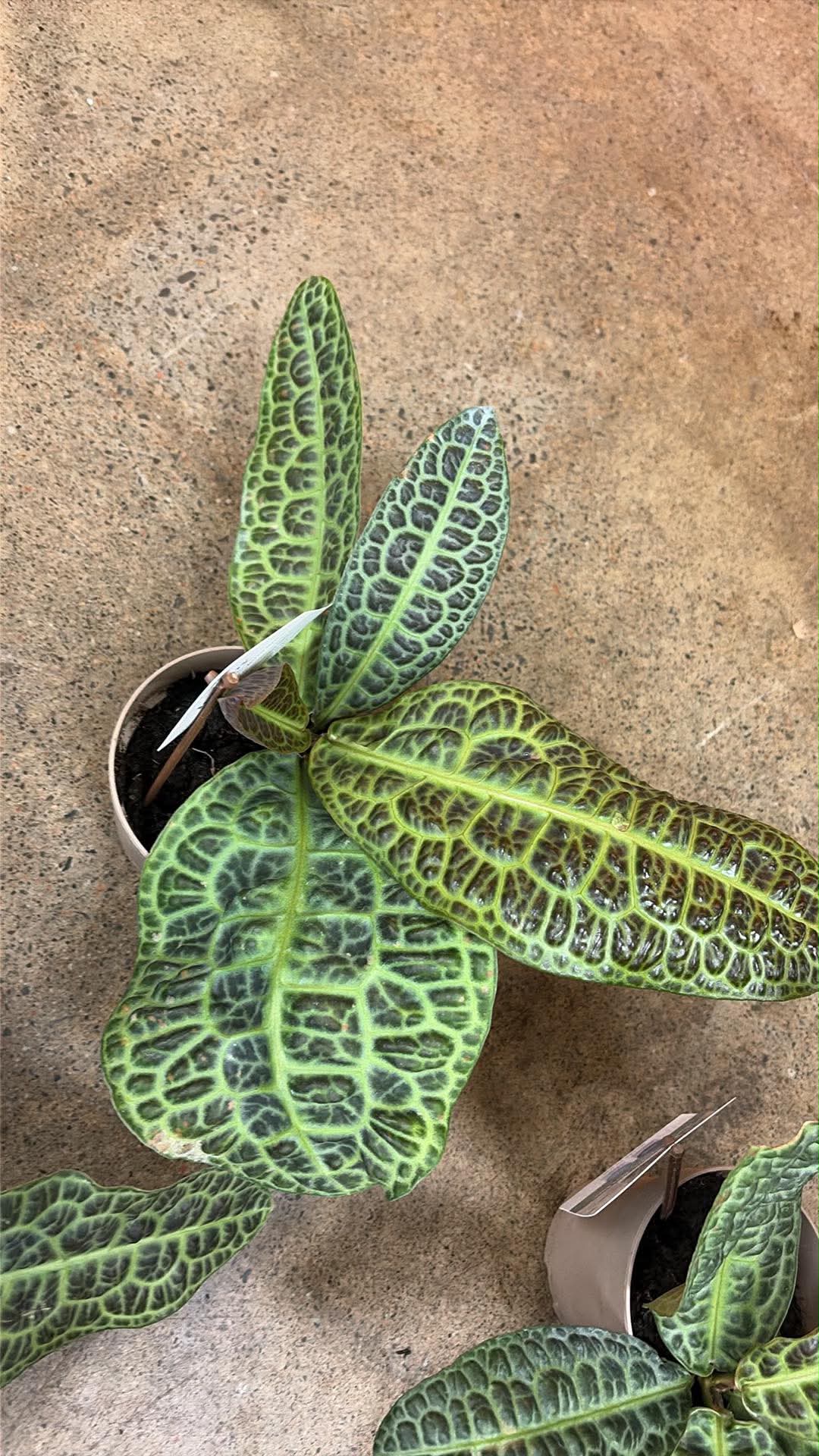 Labisia kura kura