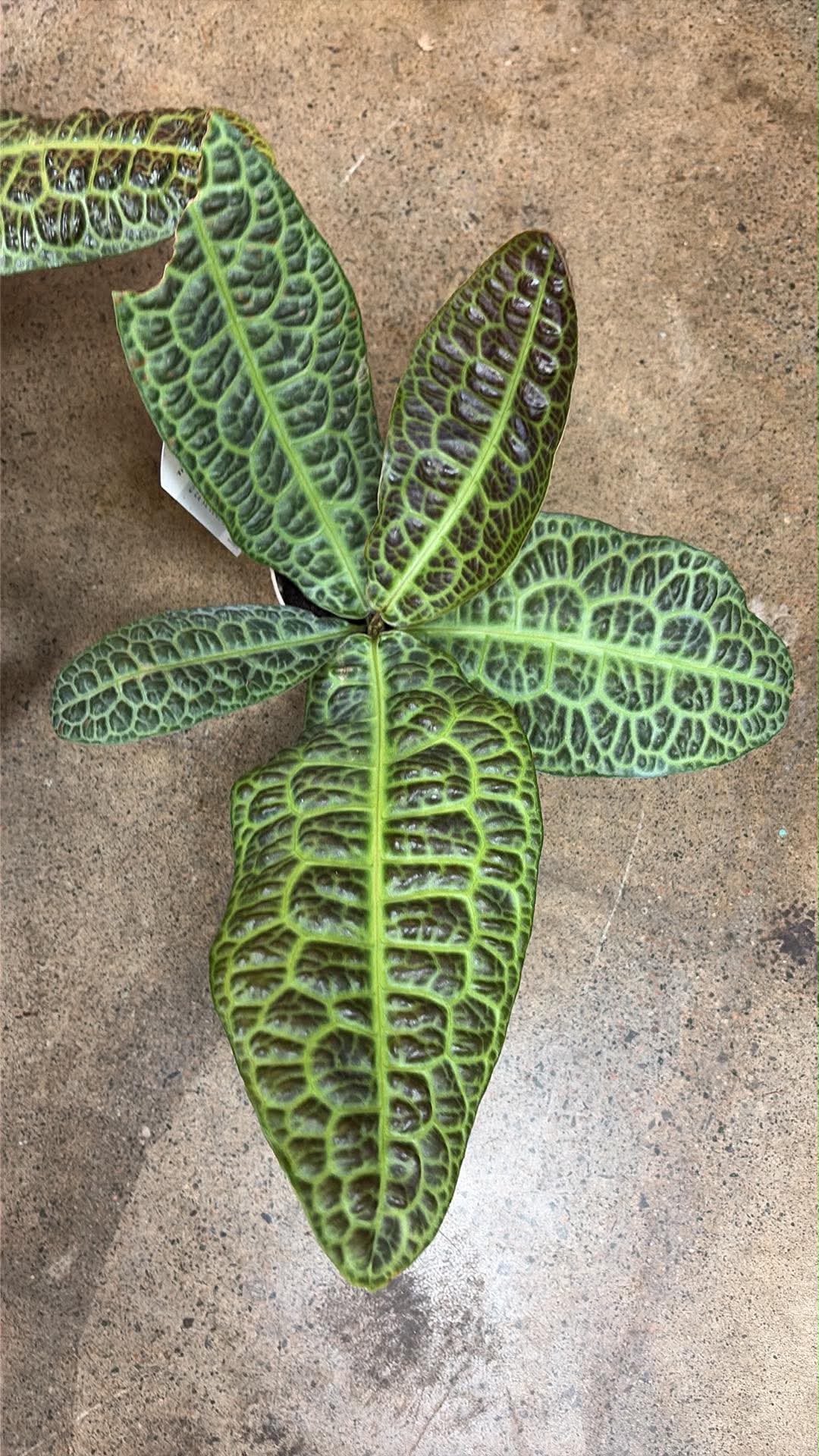 Labisia kura kura