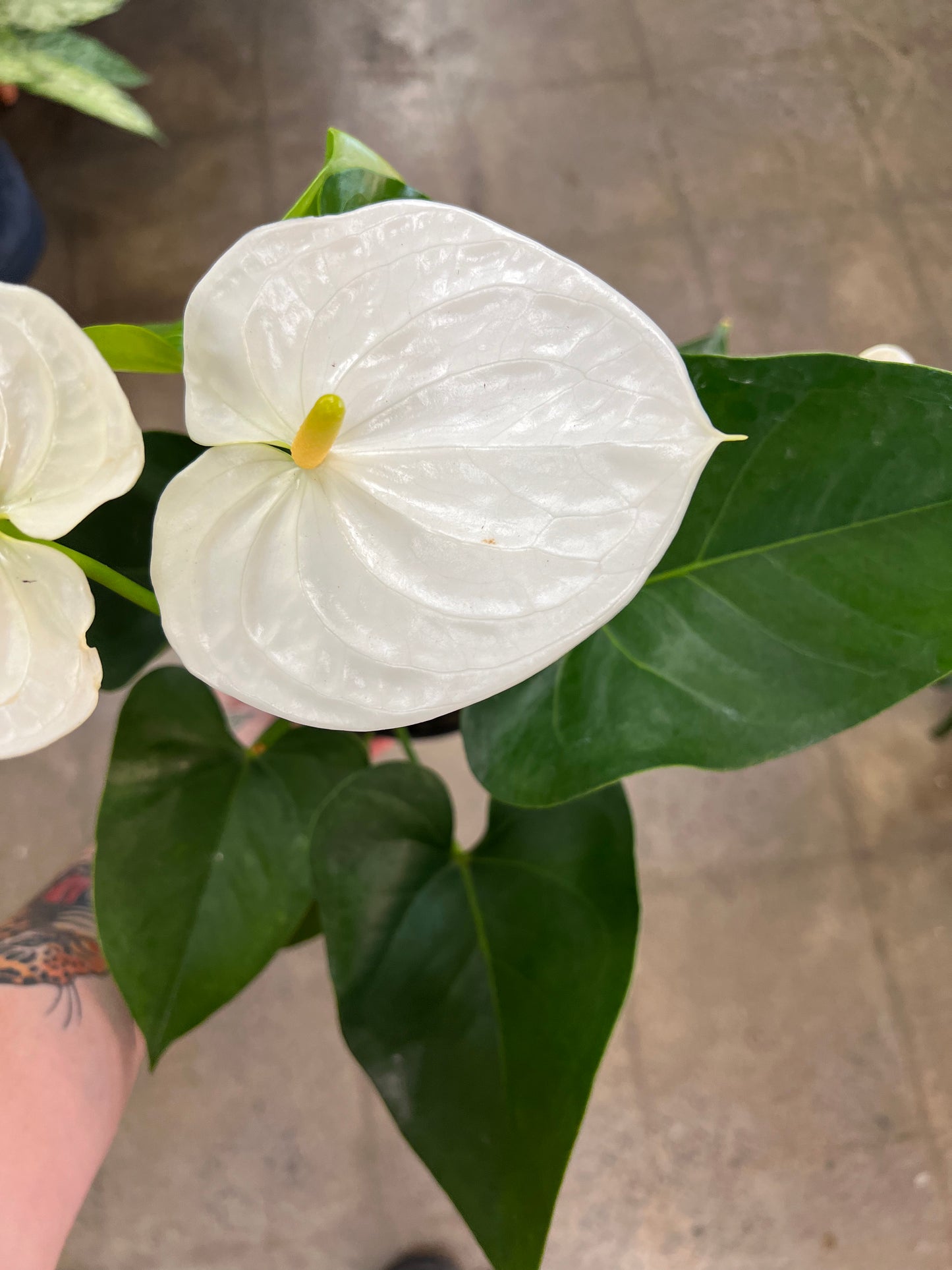 Anthurium Blanc