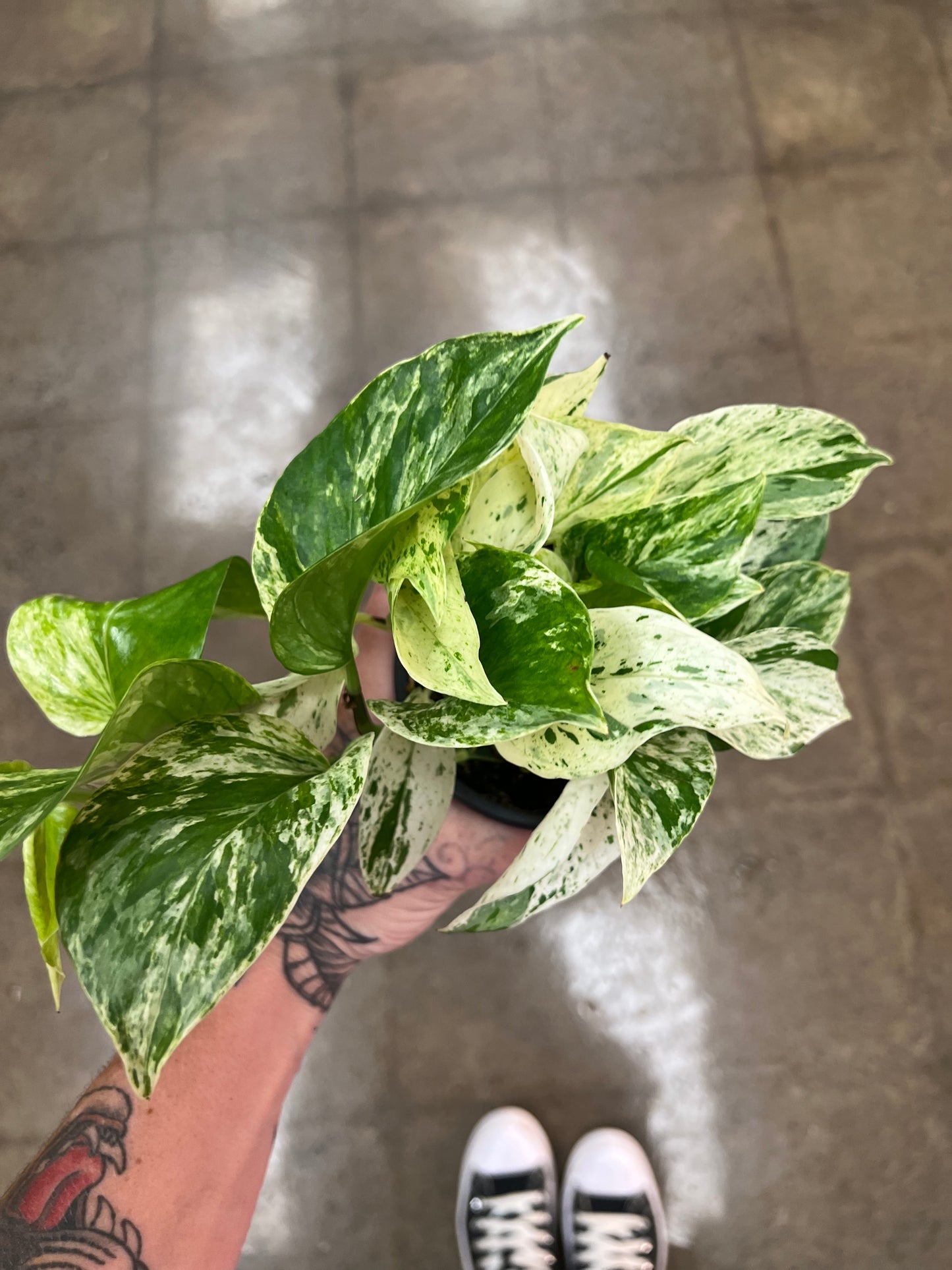 Pothos Marble Queen