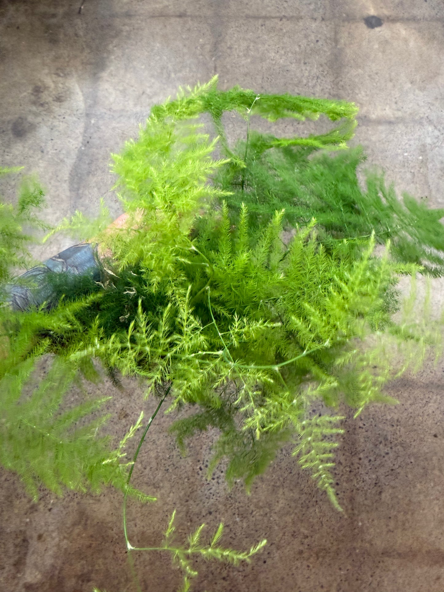 Fern Plumosa