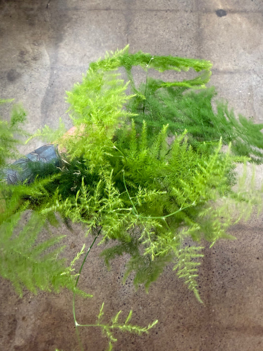 Fern Plumosa