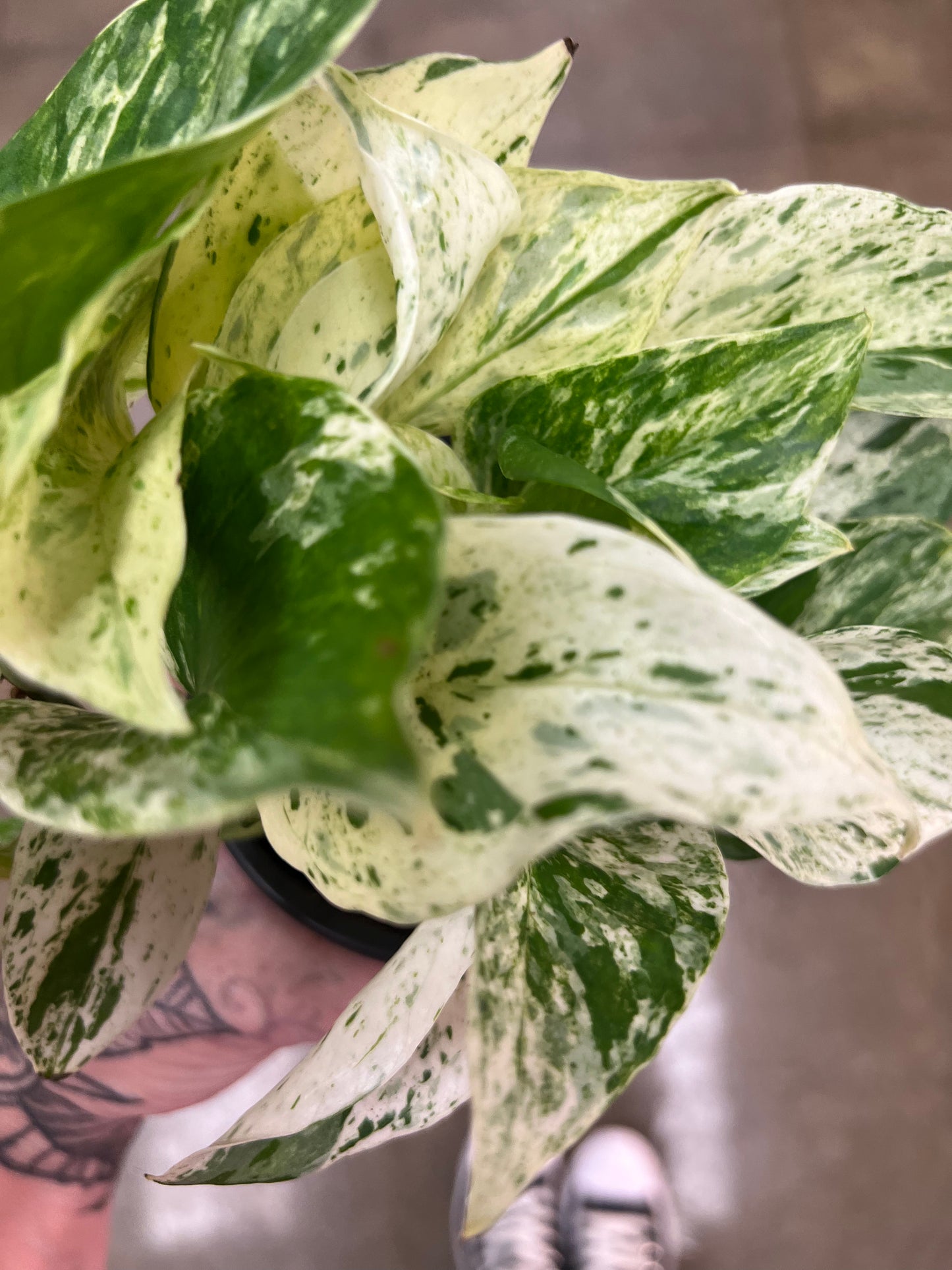 Pothos Marble Queen