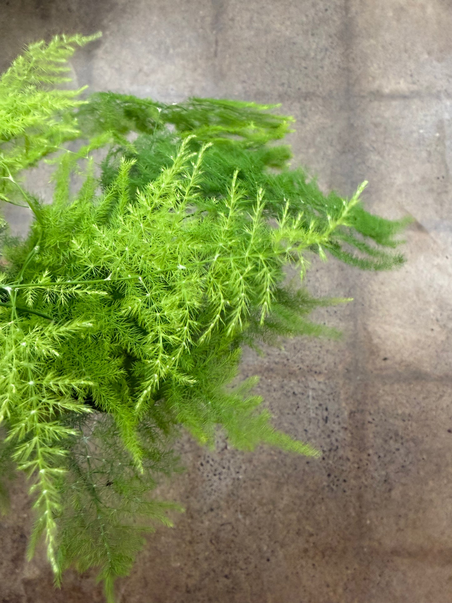 Fern Plumosa