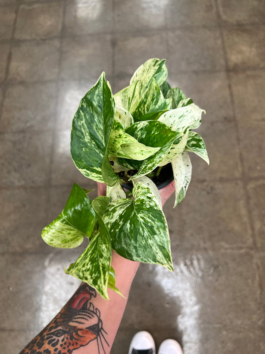 Pothos Marble Queen