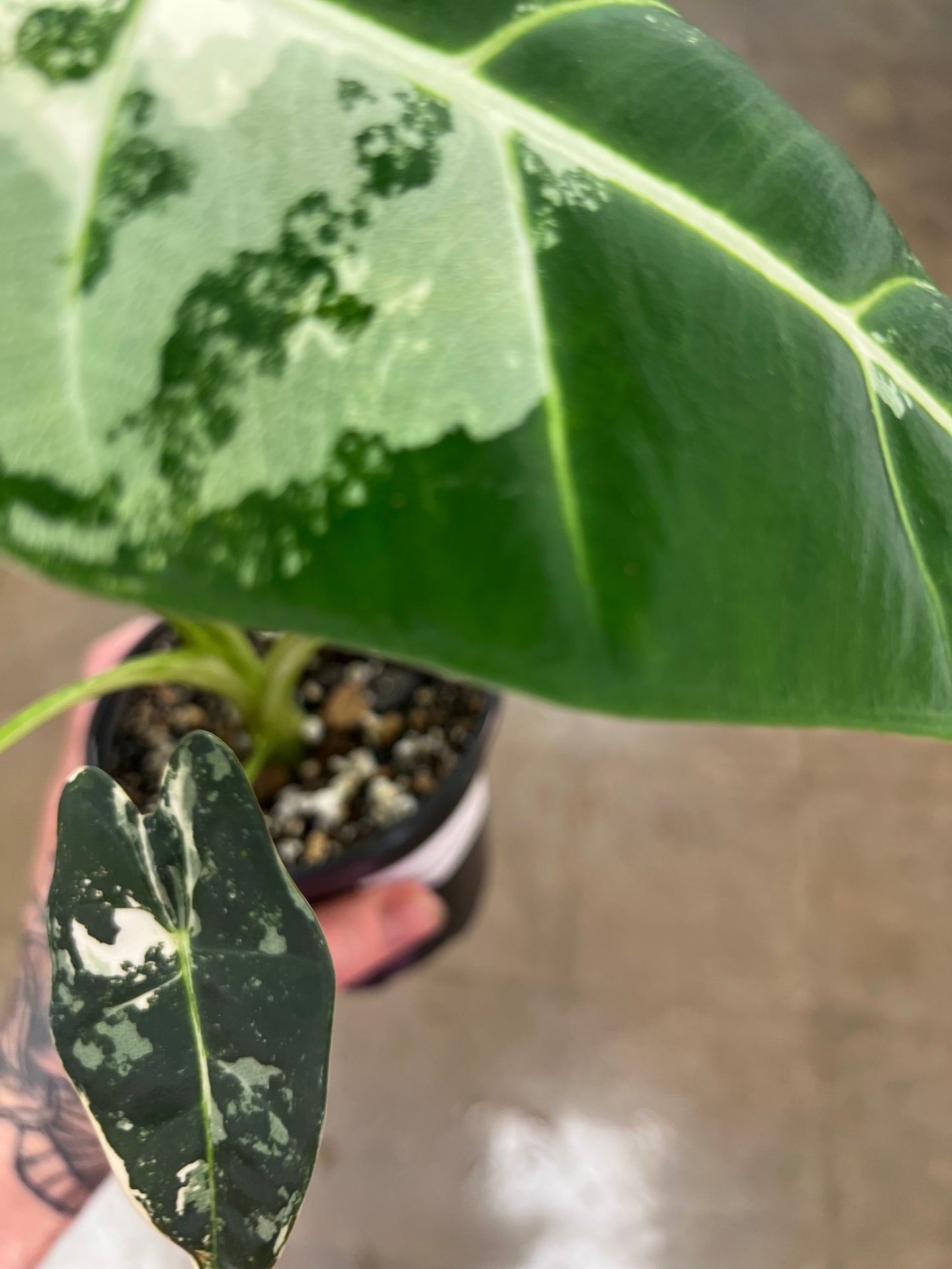 Alocasia Frydek Panaché