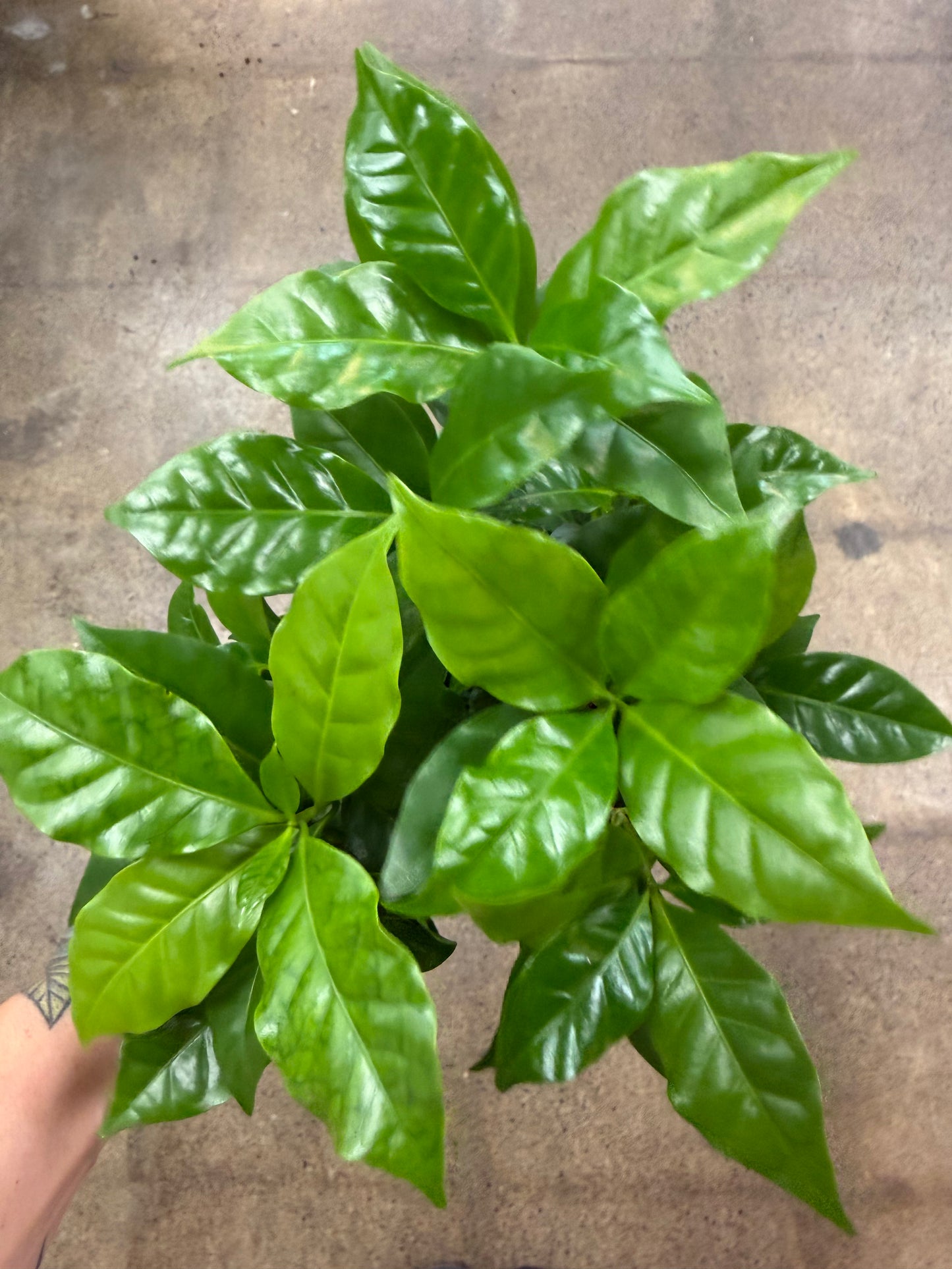 Caféier Arabica