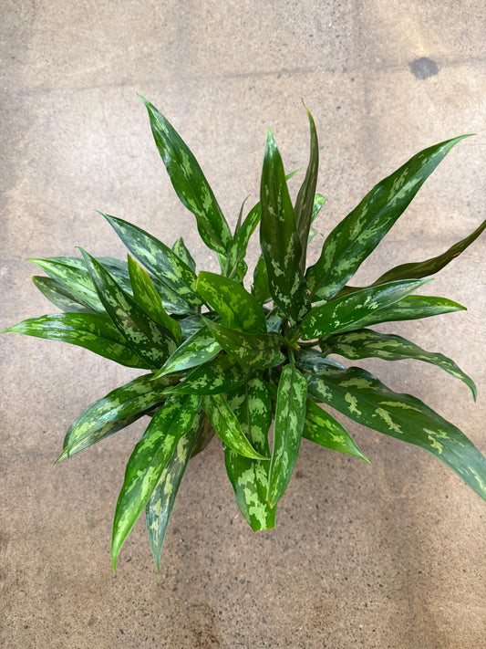 Aglaonema Maria Christina