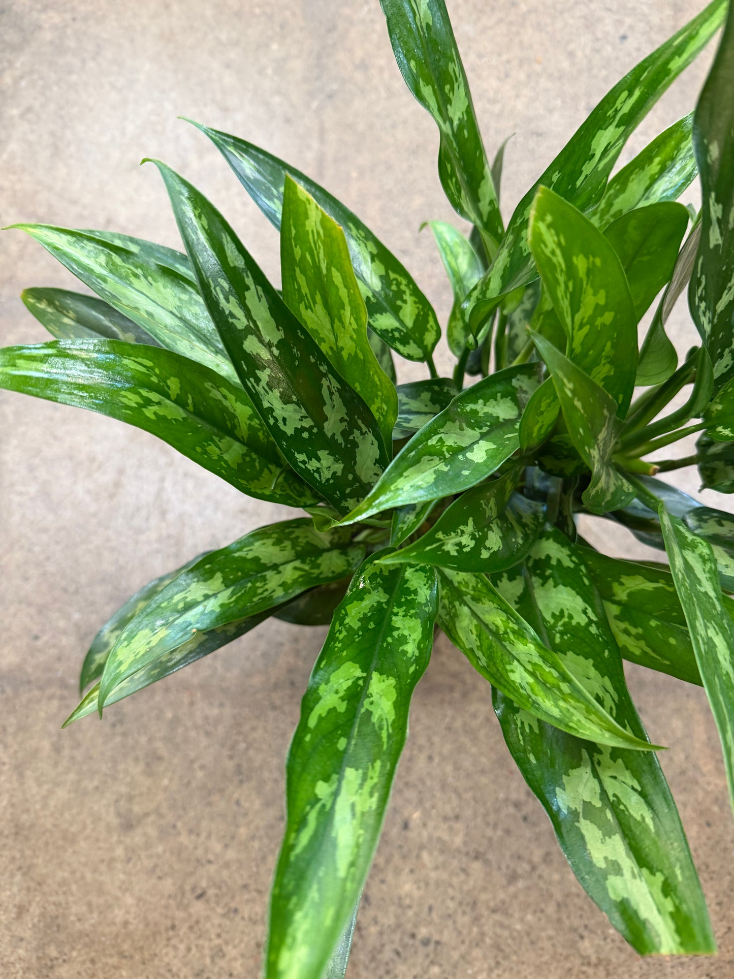 Aglaonema Maria Christina