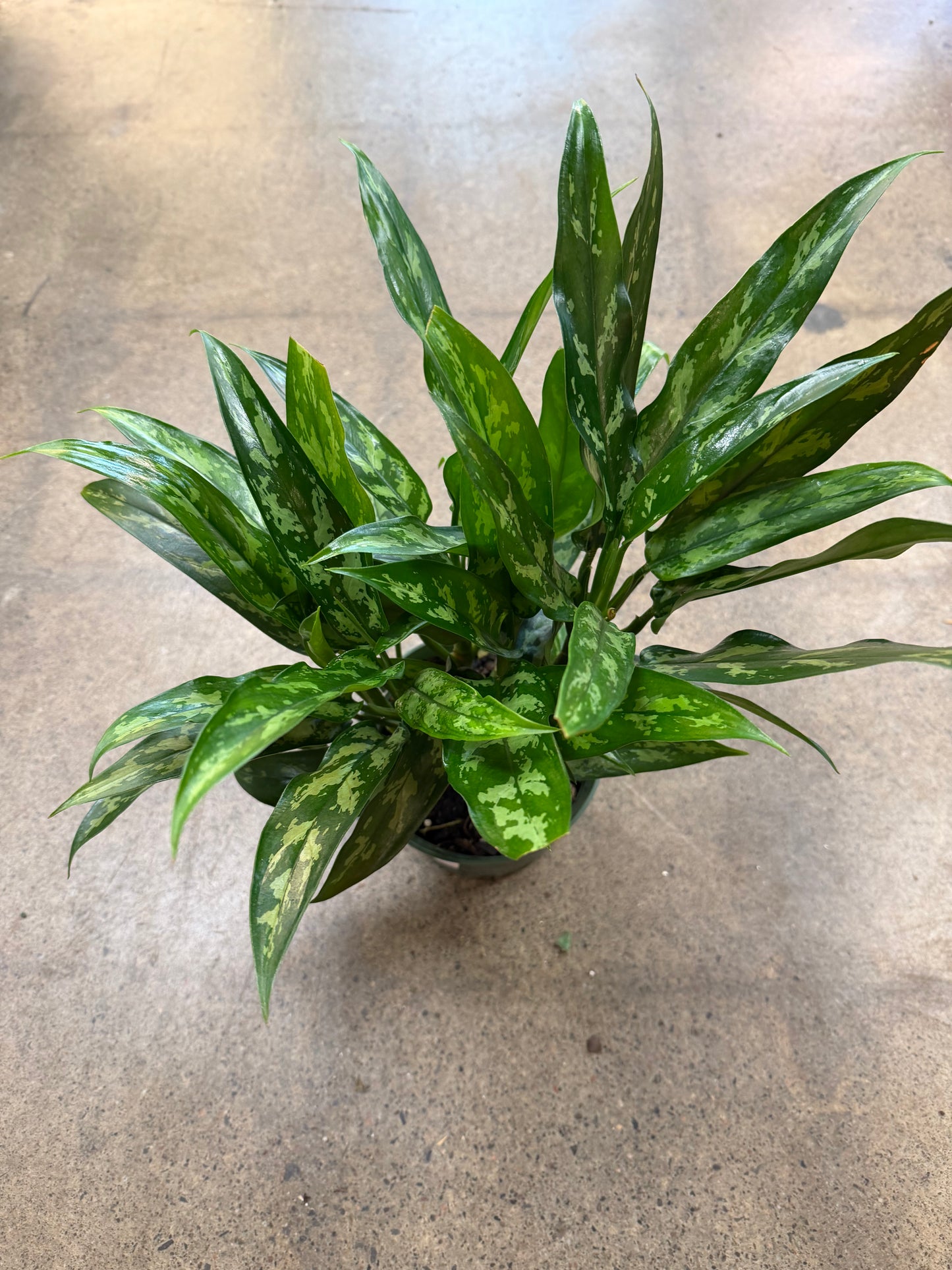 Aglaonema Maria Christina
