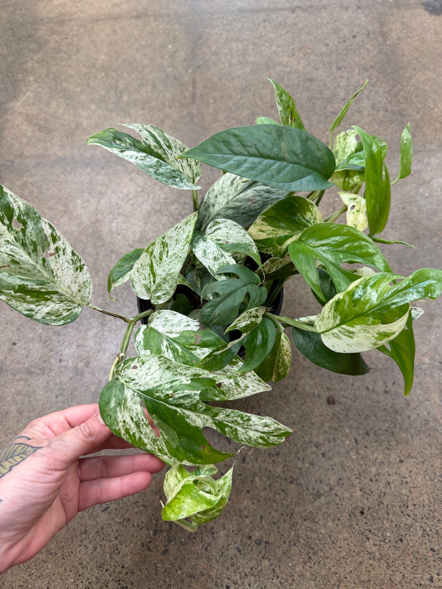 Epipremnum Pinnatum Marble