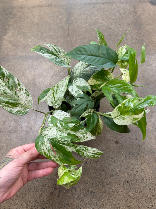 Epipremnum Pinnatum Marble