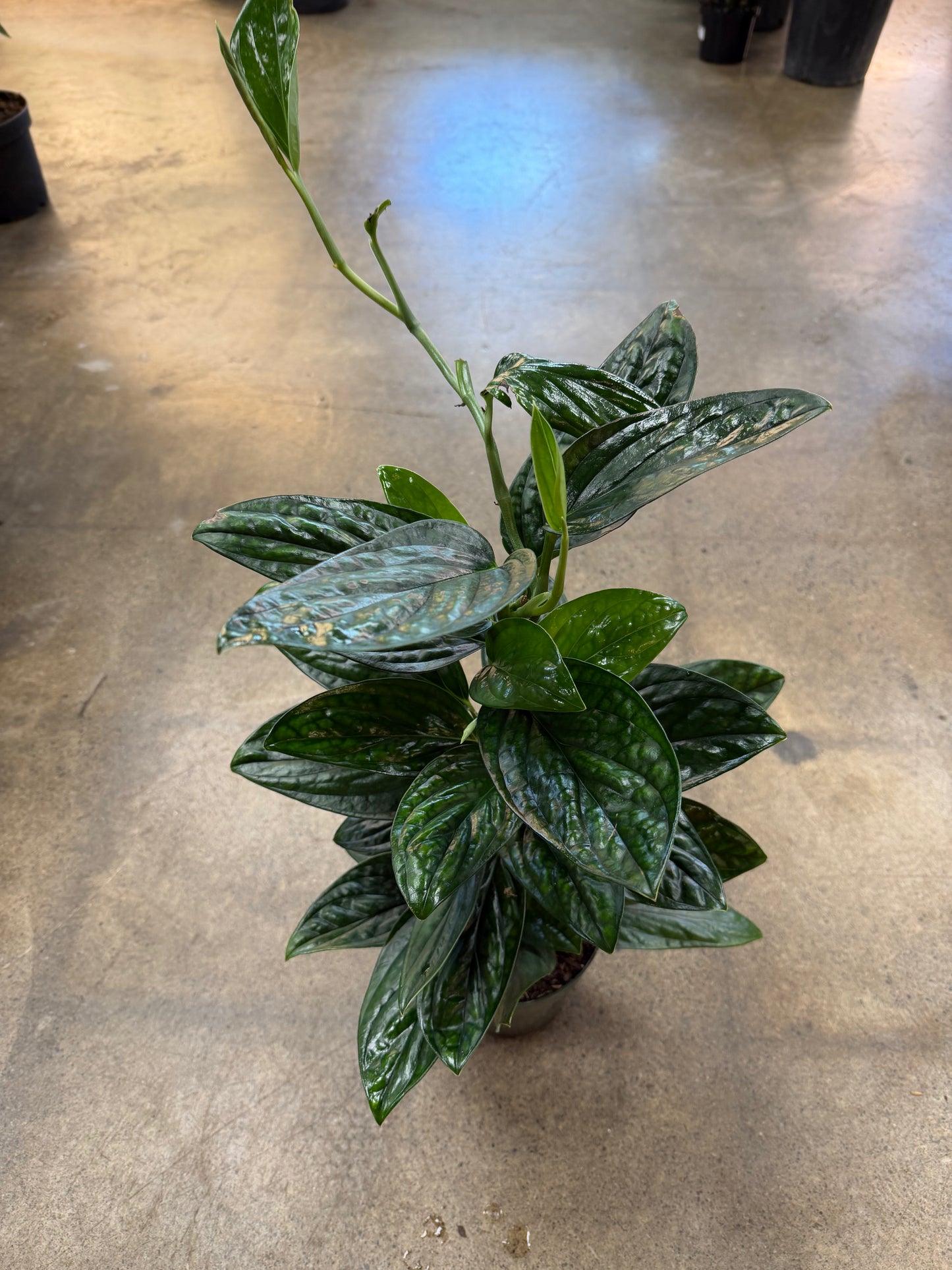 Monstera Peru Totem