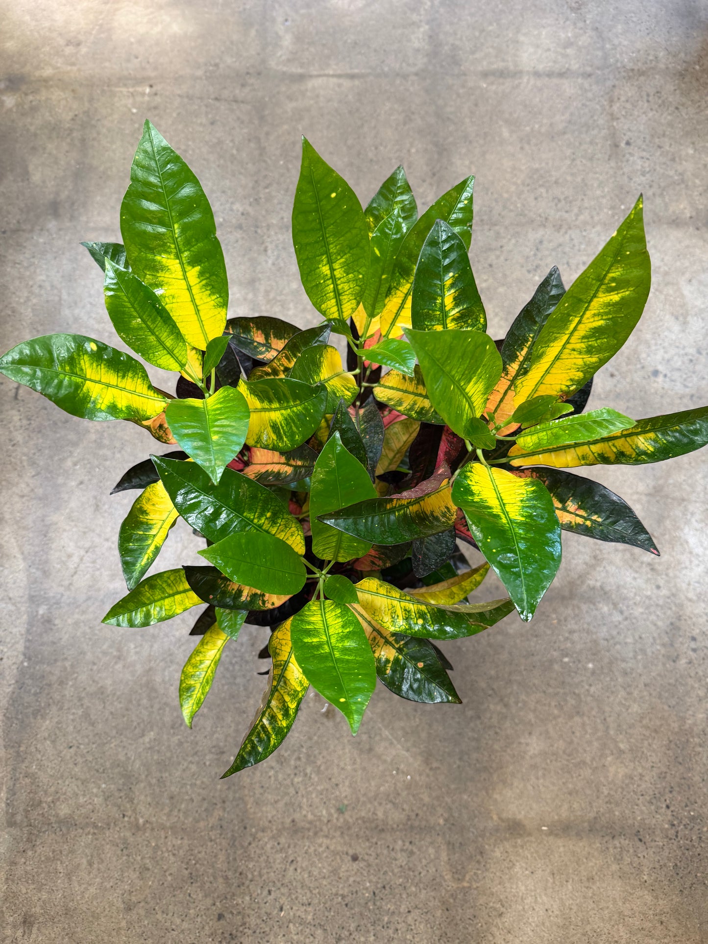 Croton Acetone