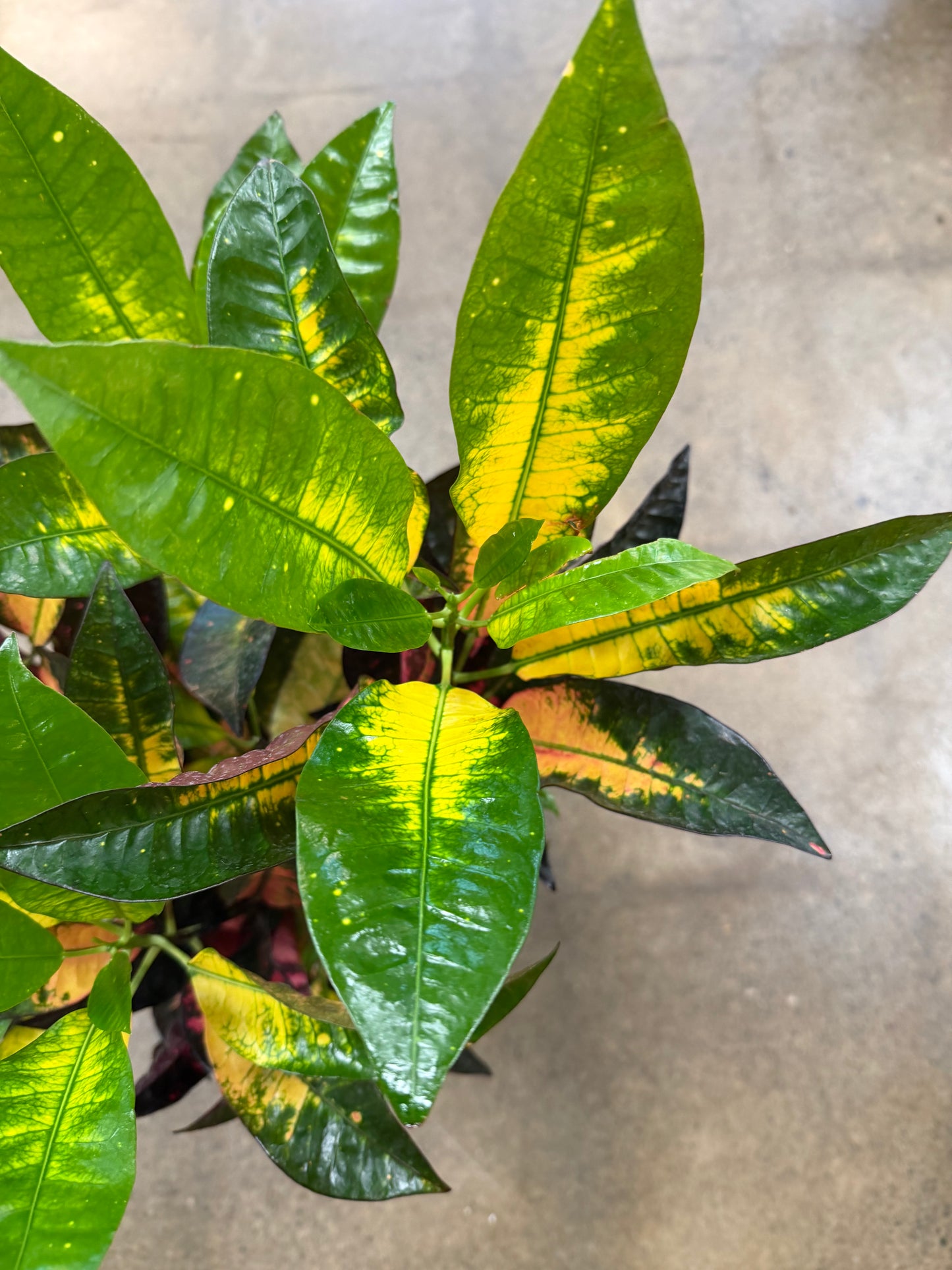 Croton Acetone