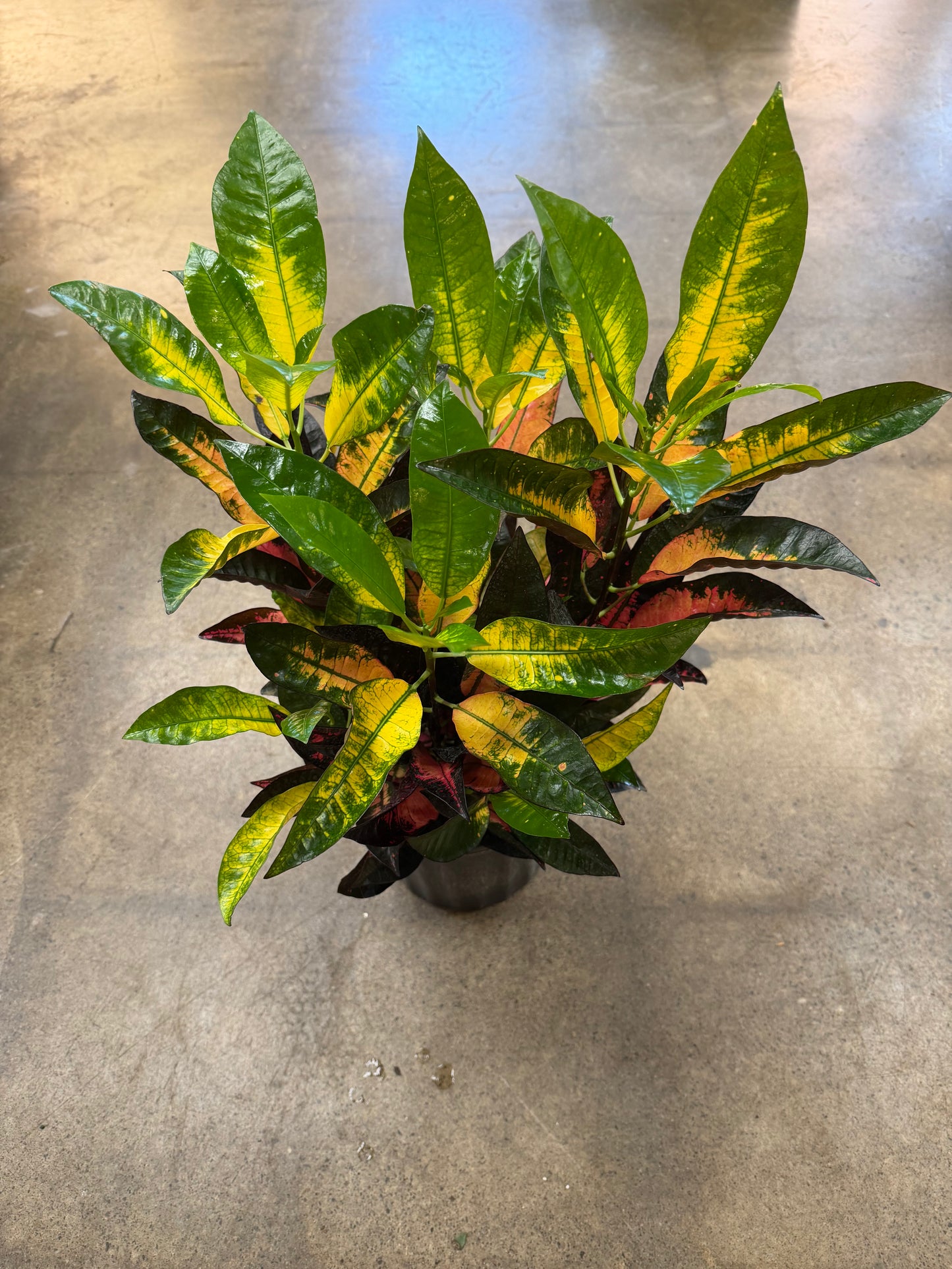 Croton Acetone