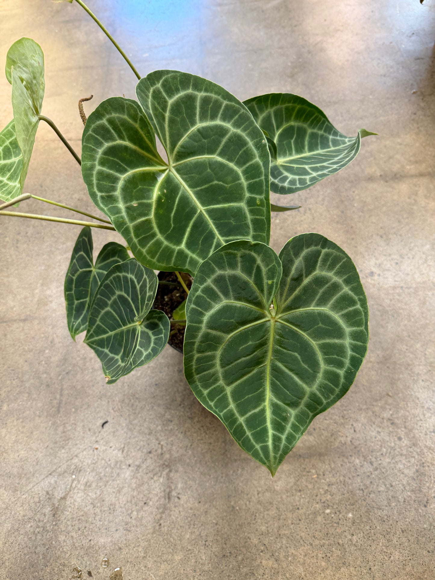 Anthurium Clarinervium