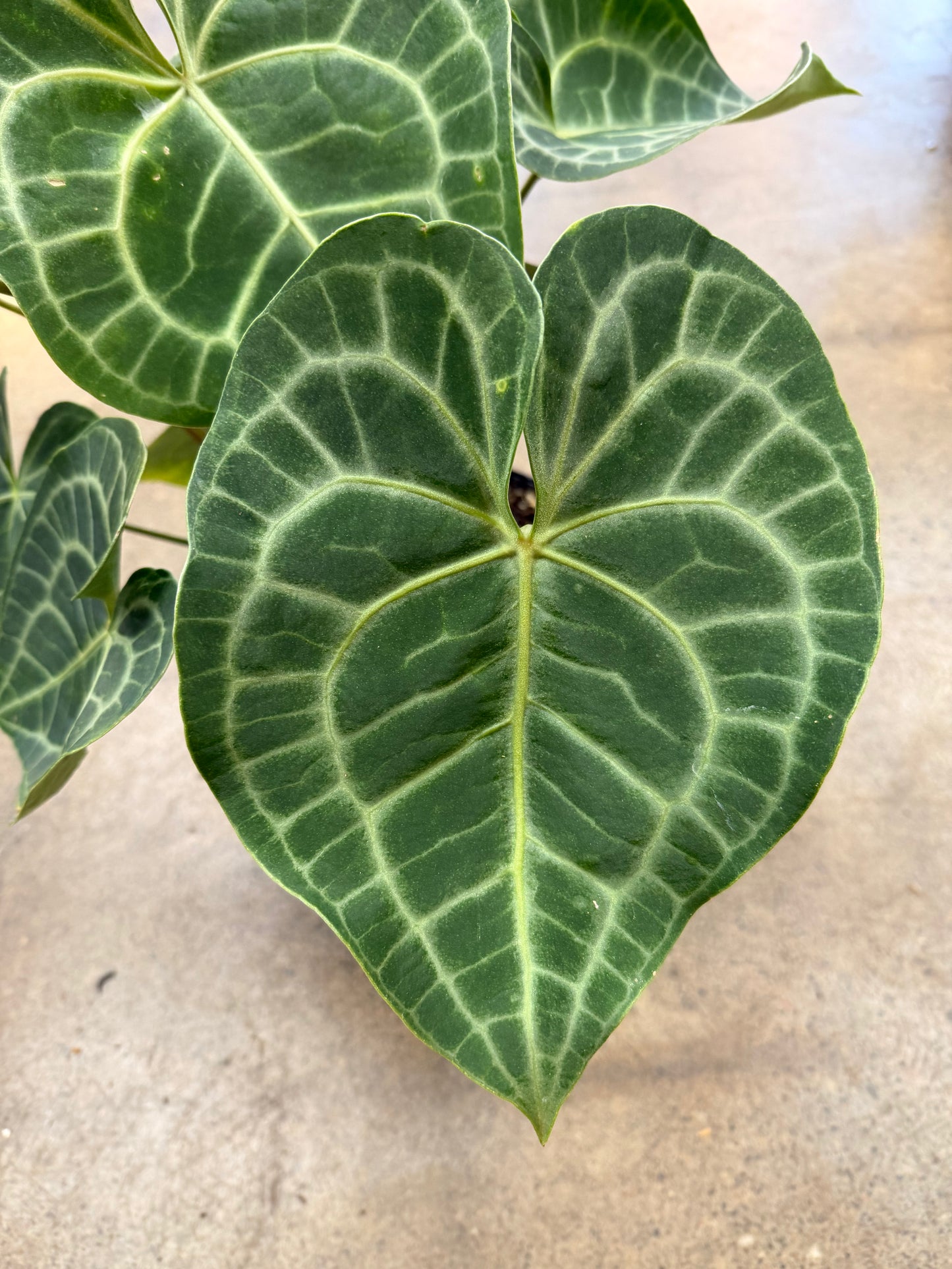 Anthurium Clarinervium