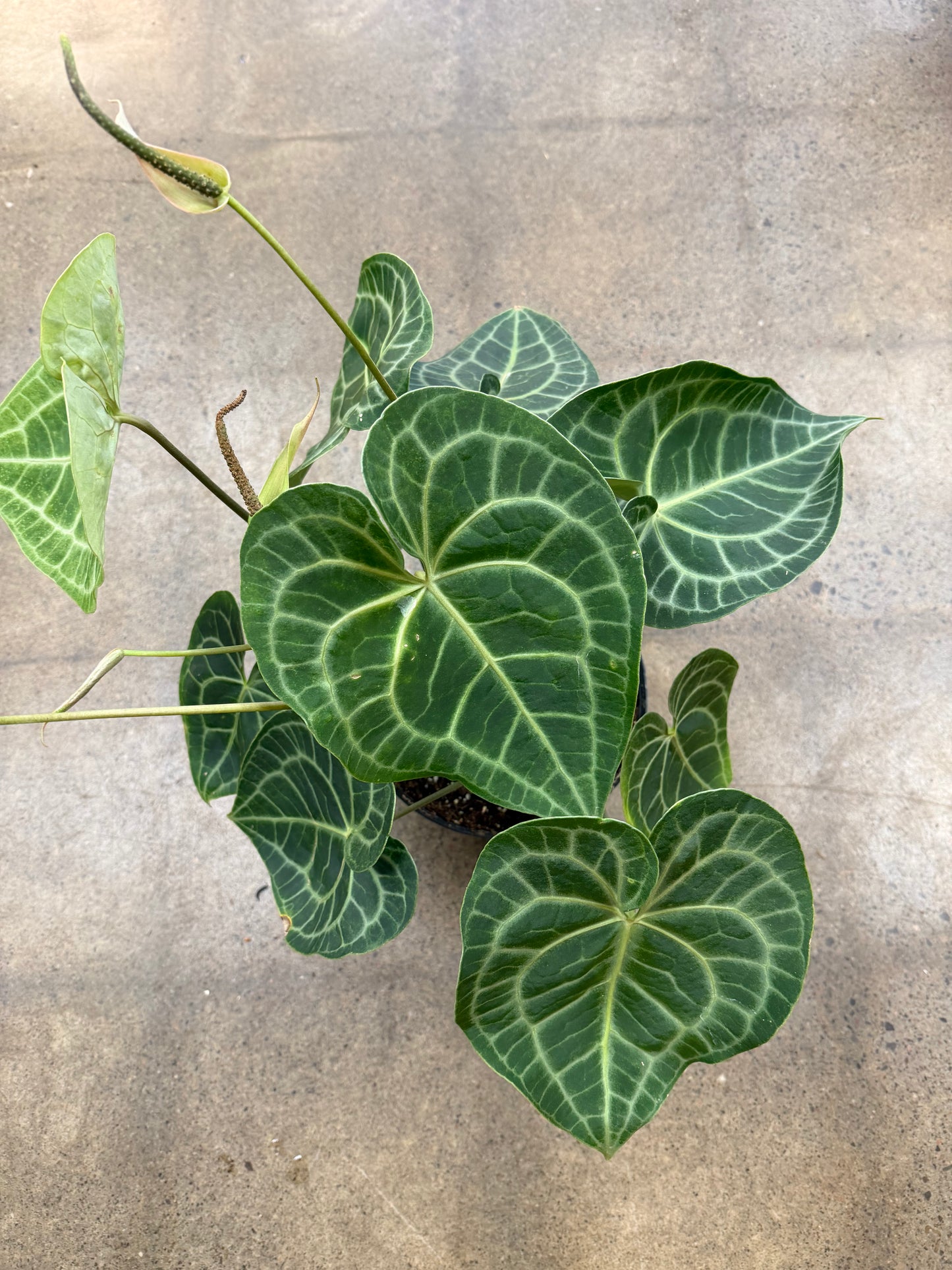 Anthurium Clarinervium