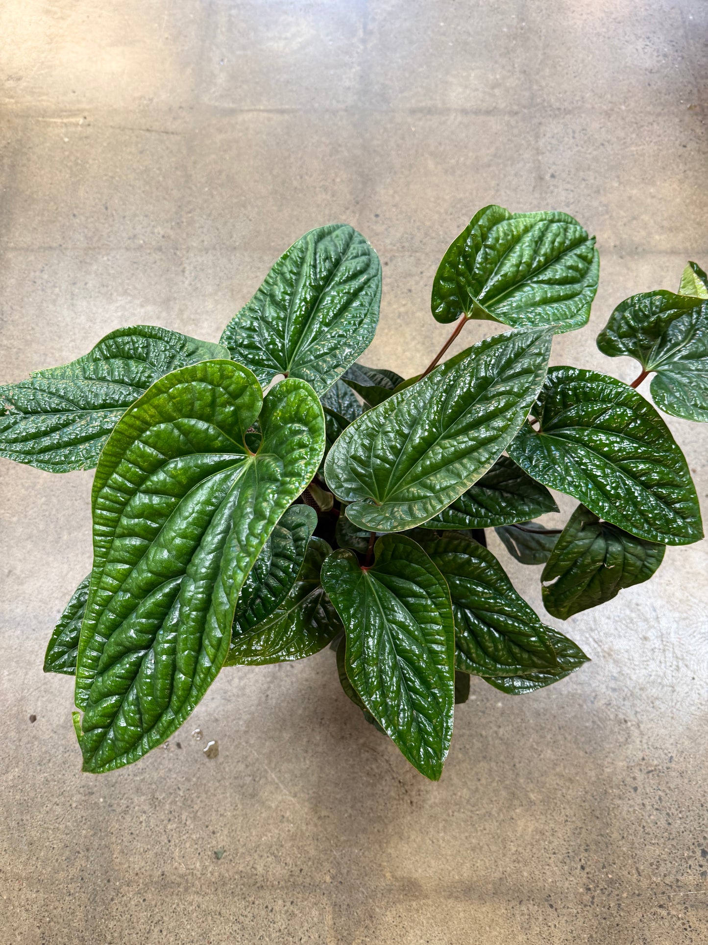 Anthurium Radicans Luxurians