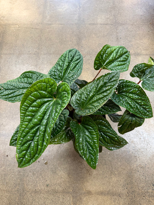 Anthurium Radicans Luxurians