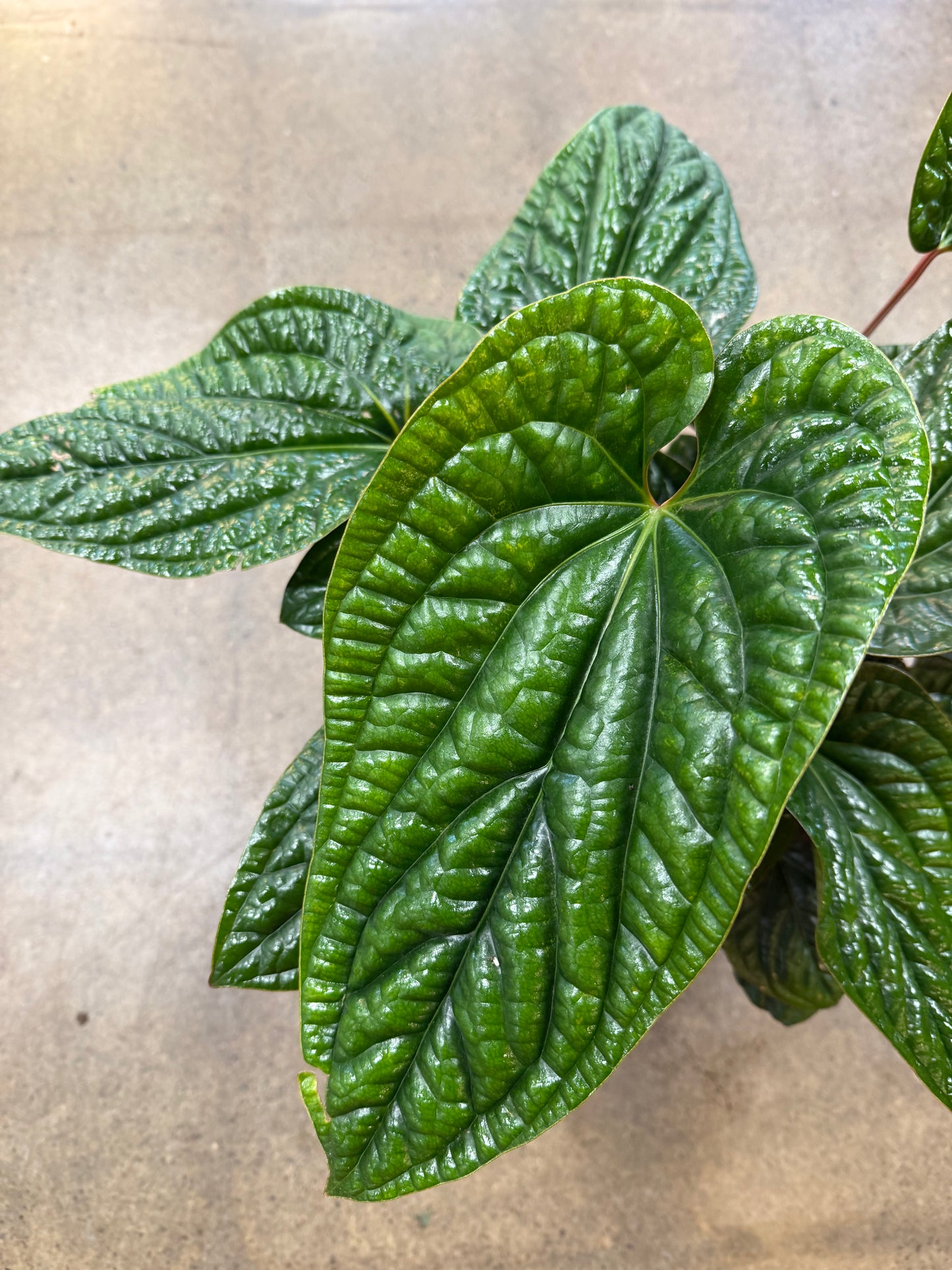 Anthurium Radicans Luxurians