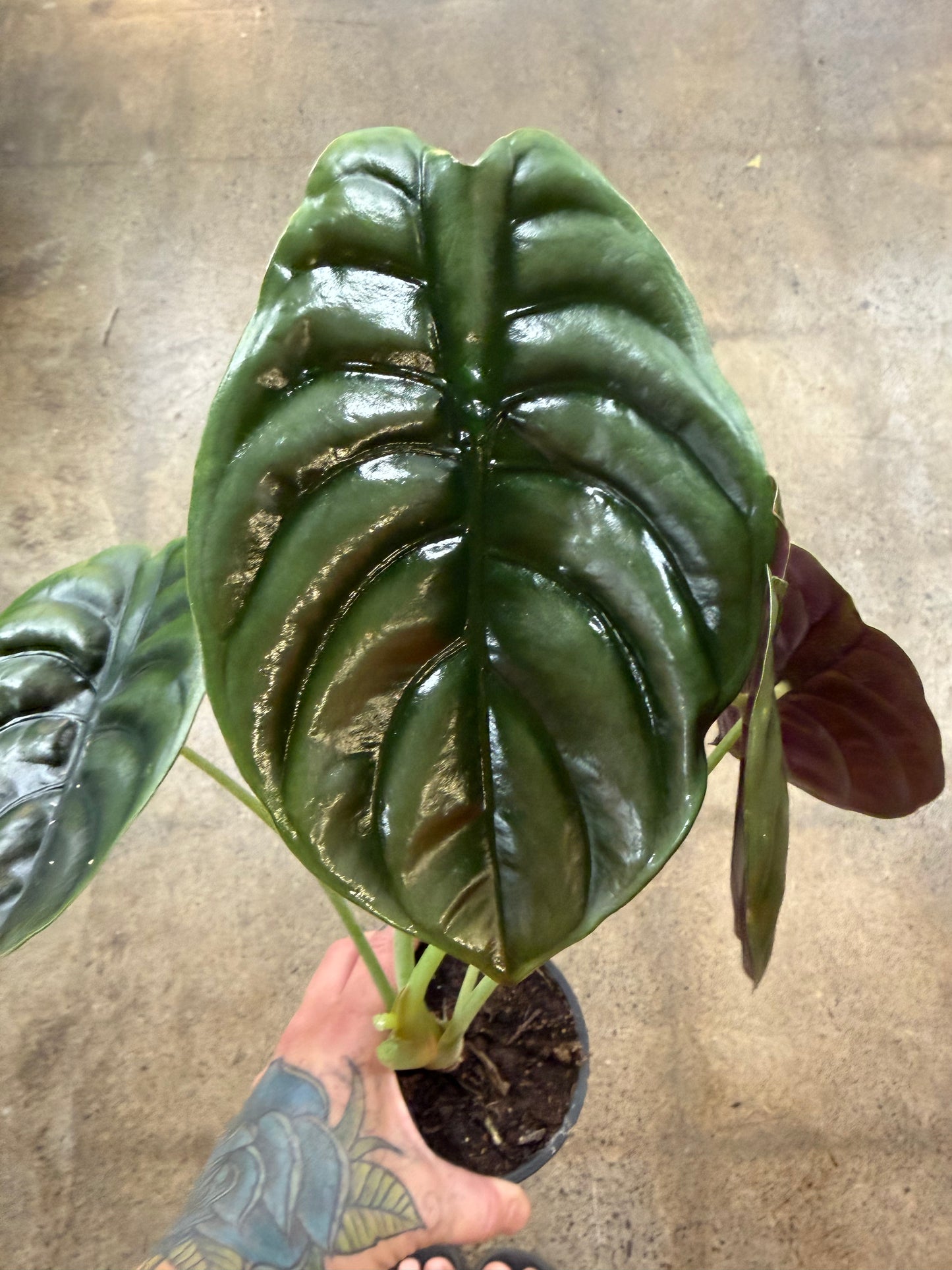 Alocasia Red Secret