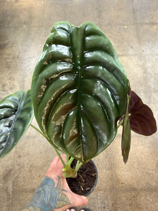 Alocasia Red Secret