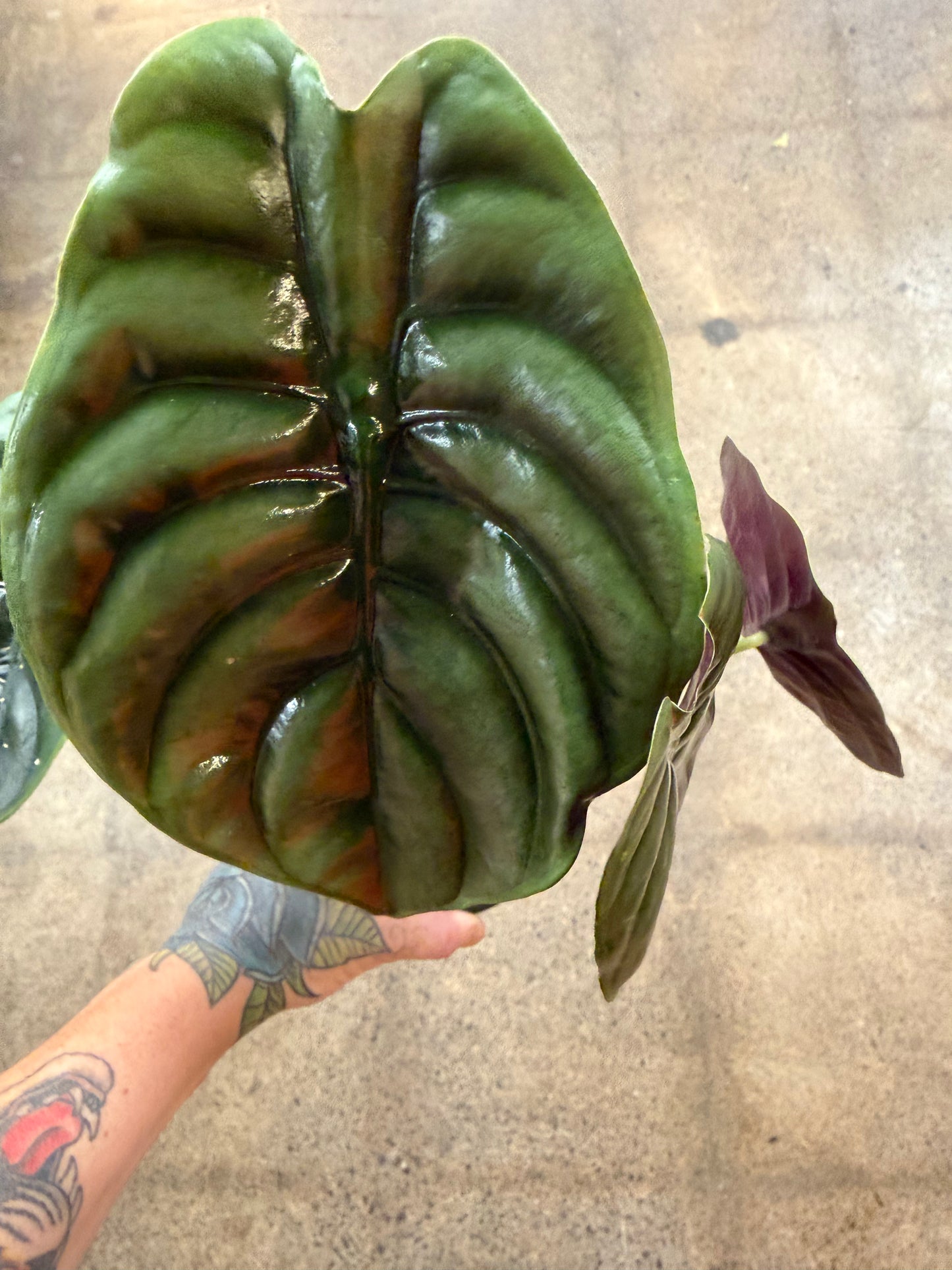 Alocasia Red Secret