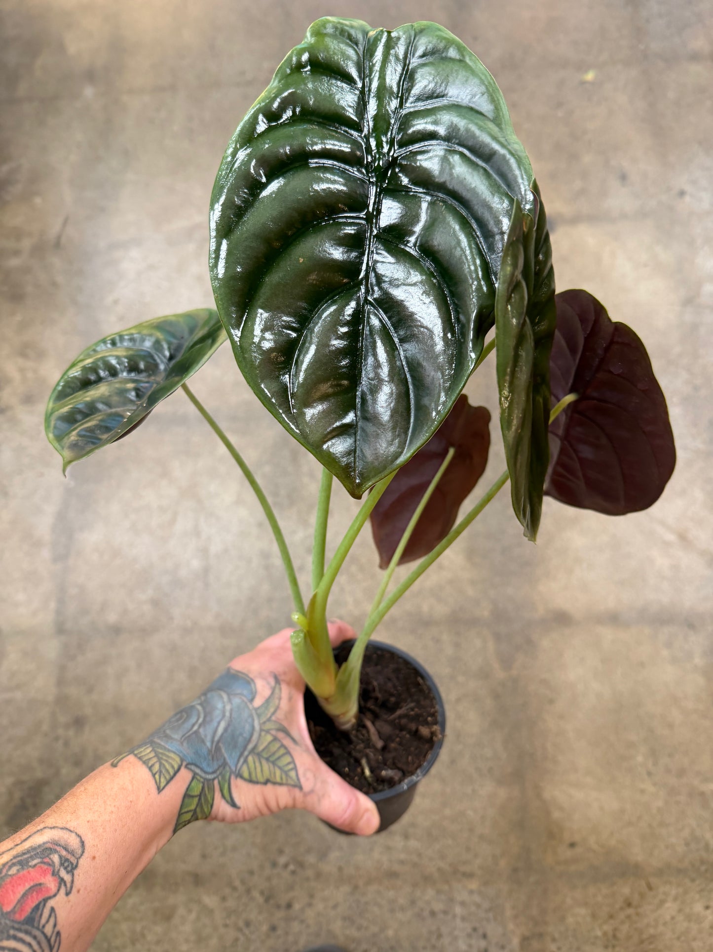 Alocasia Red Secret