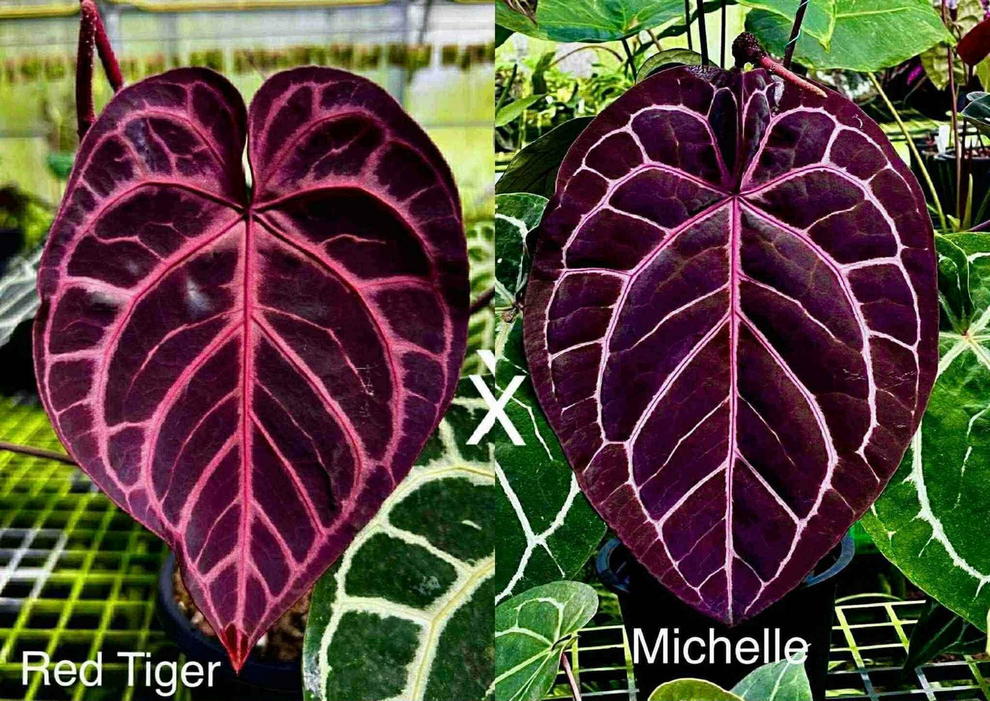 Anthurium Red Tiger x Michelle