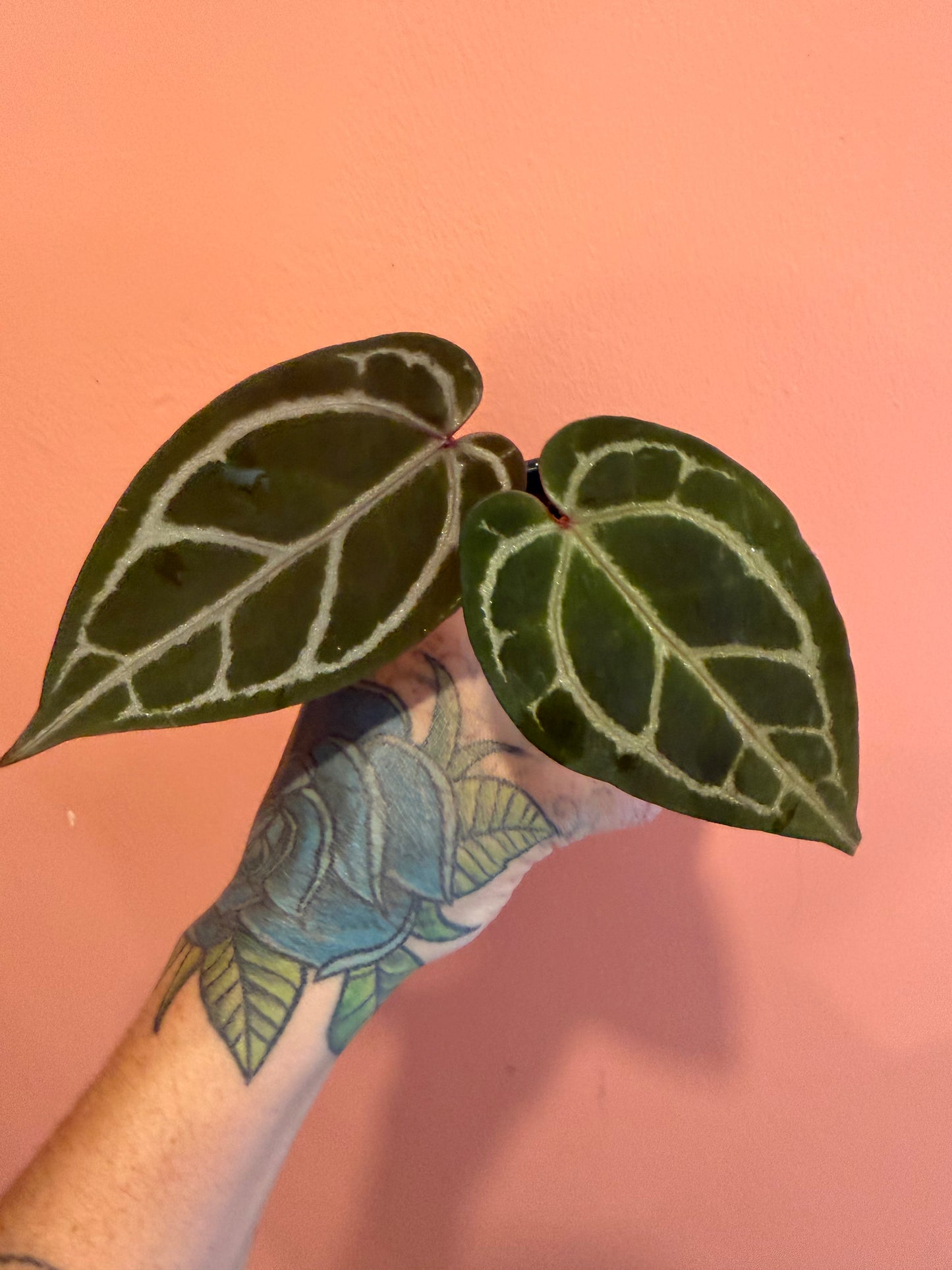 Anthurium DB Michelle