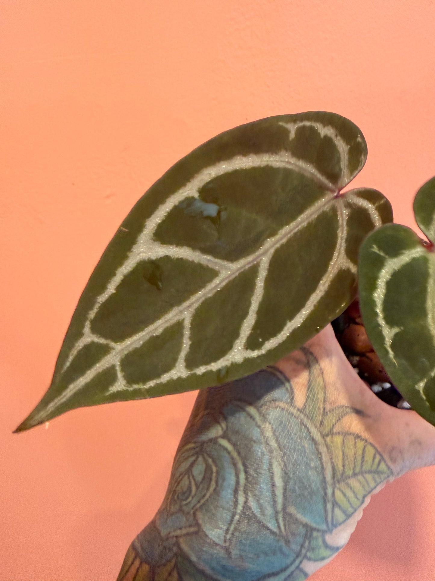 Anthurium DB Michelle