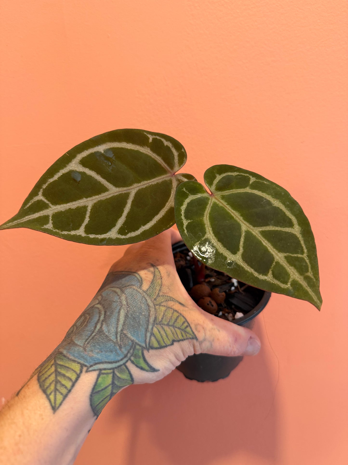 Anthurium DB Michelle