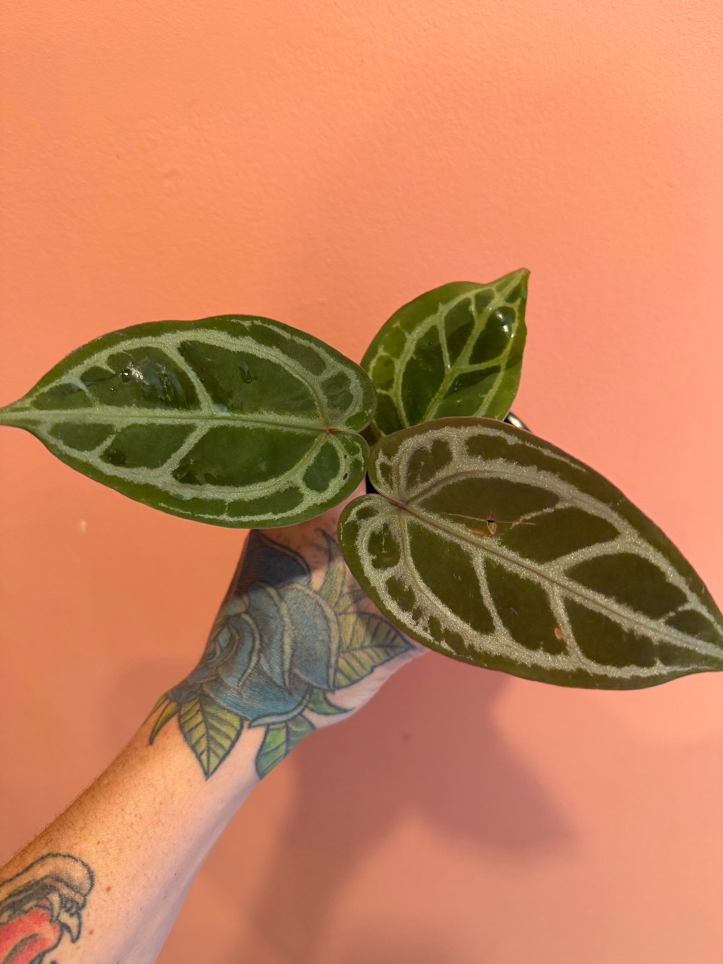 Anthurium DB Michelle