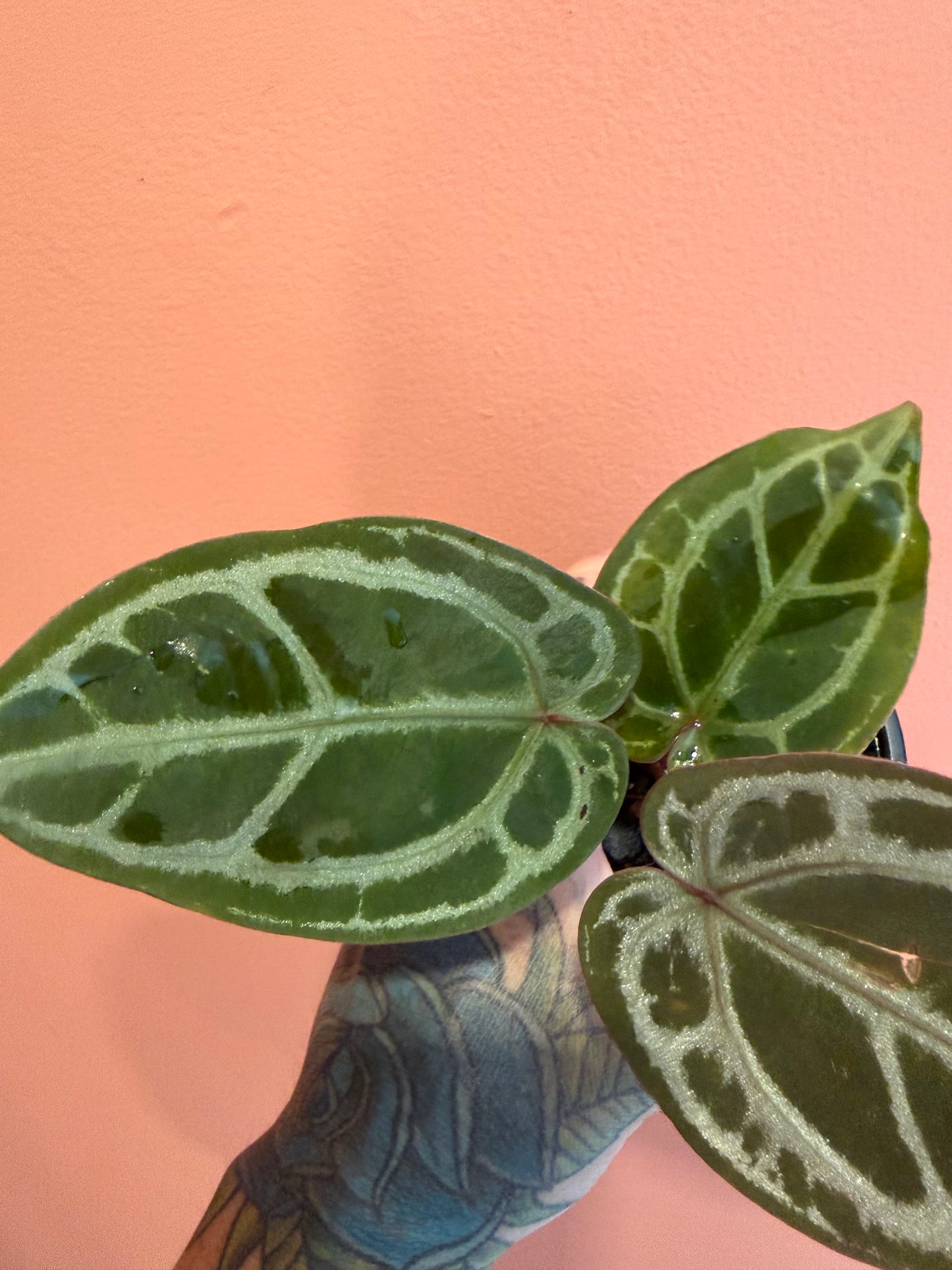 Anthurium DB Michelle