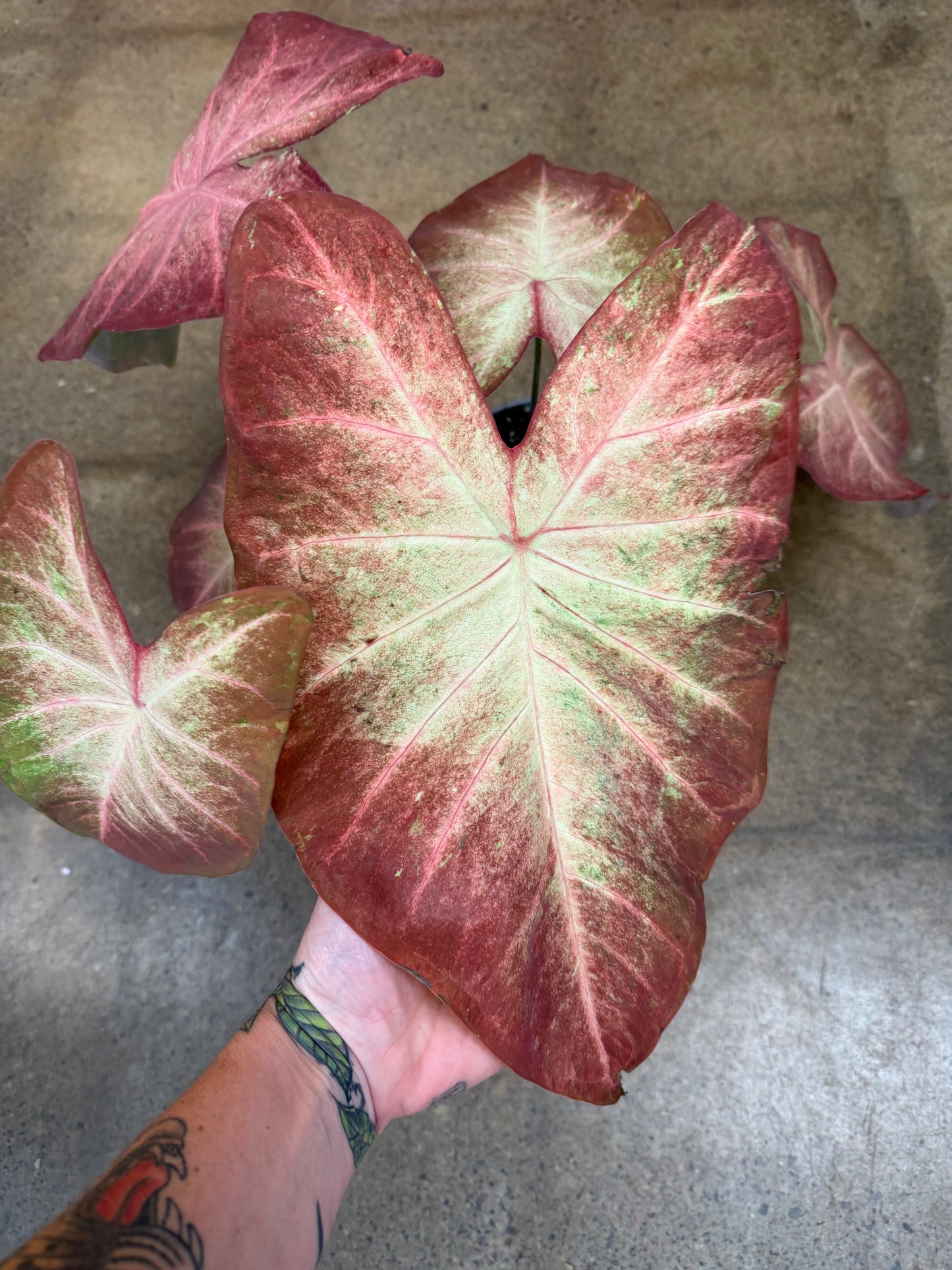 Caladium Strap Leaf Crème Brûlée