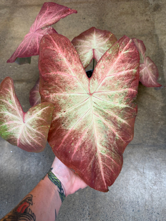 Caladium Strap Leaf Crème Brûlée